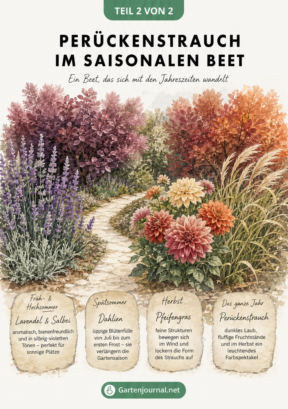 Illustration eines Gartenpfades mit Perückenstrauch im Wandel der Jahreszeiten, begleitet von Lavendel, Salbei, Dahlien und Pfeifengras.