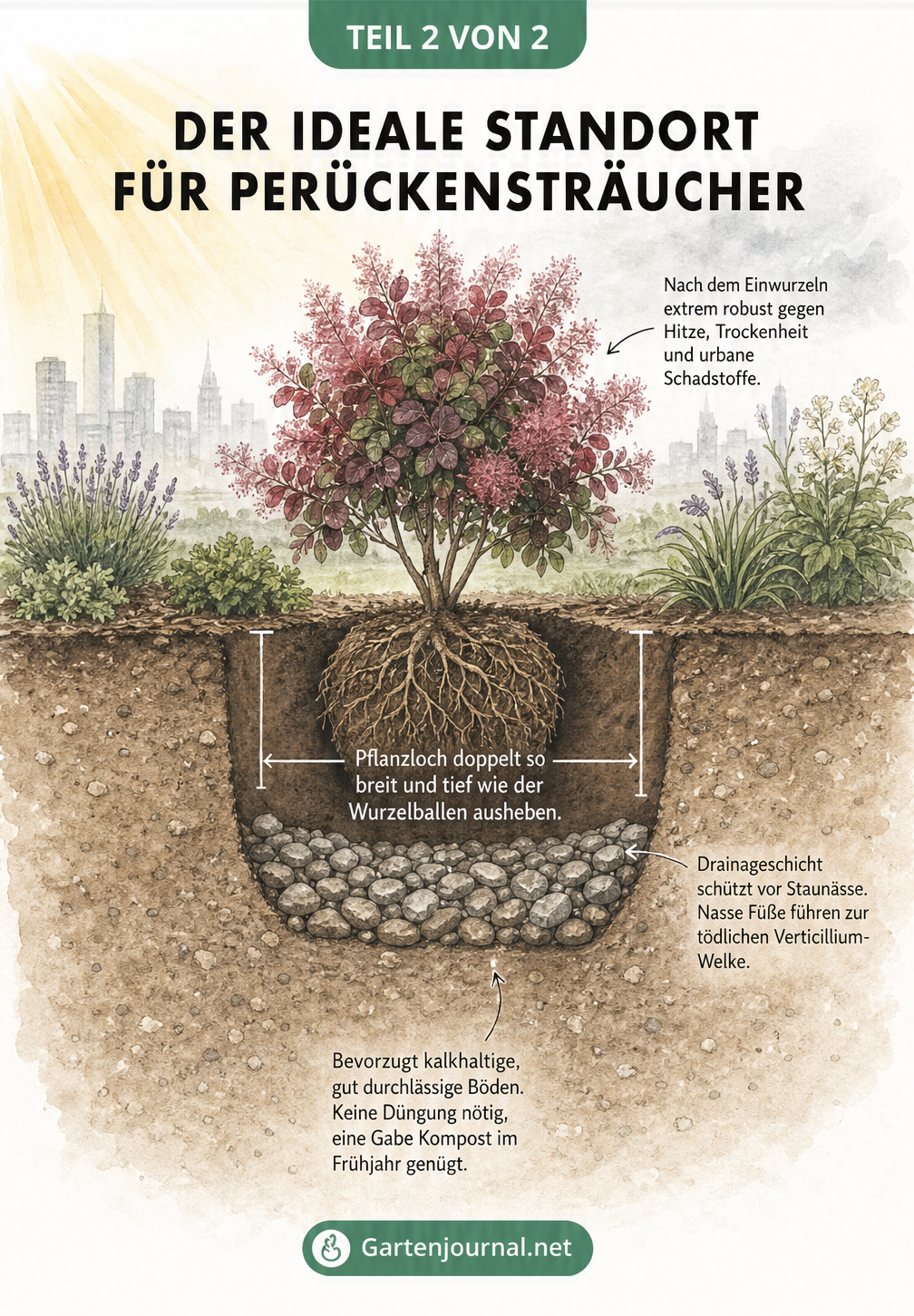Querschnitt-Zeichnung eines Gartenbeets mit einem frisch gepflanzten Perückenstrauch und Hinweisen zum Standort
