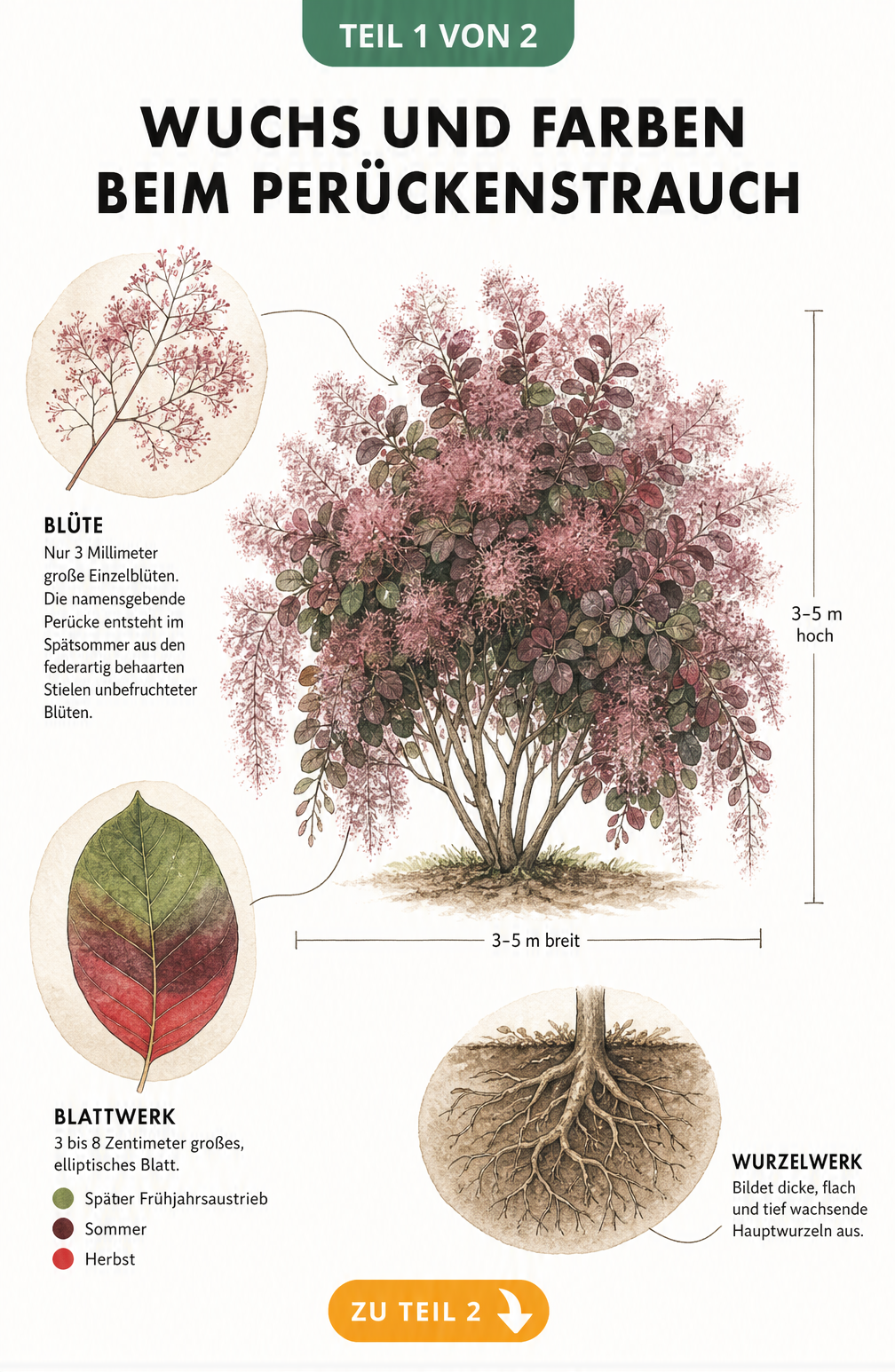 Botanische Illustration des Perückenstrauchs mit Details zu Wuchs, Blüte, Blattwerk und Wurzeln
