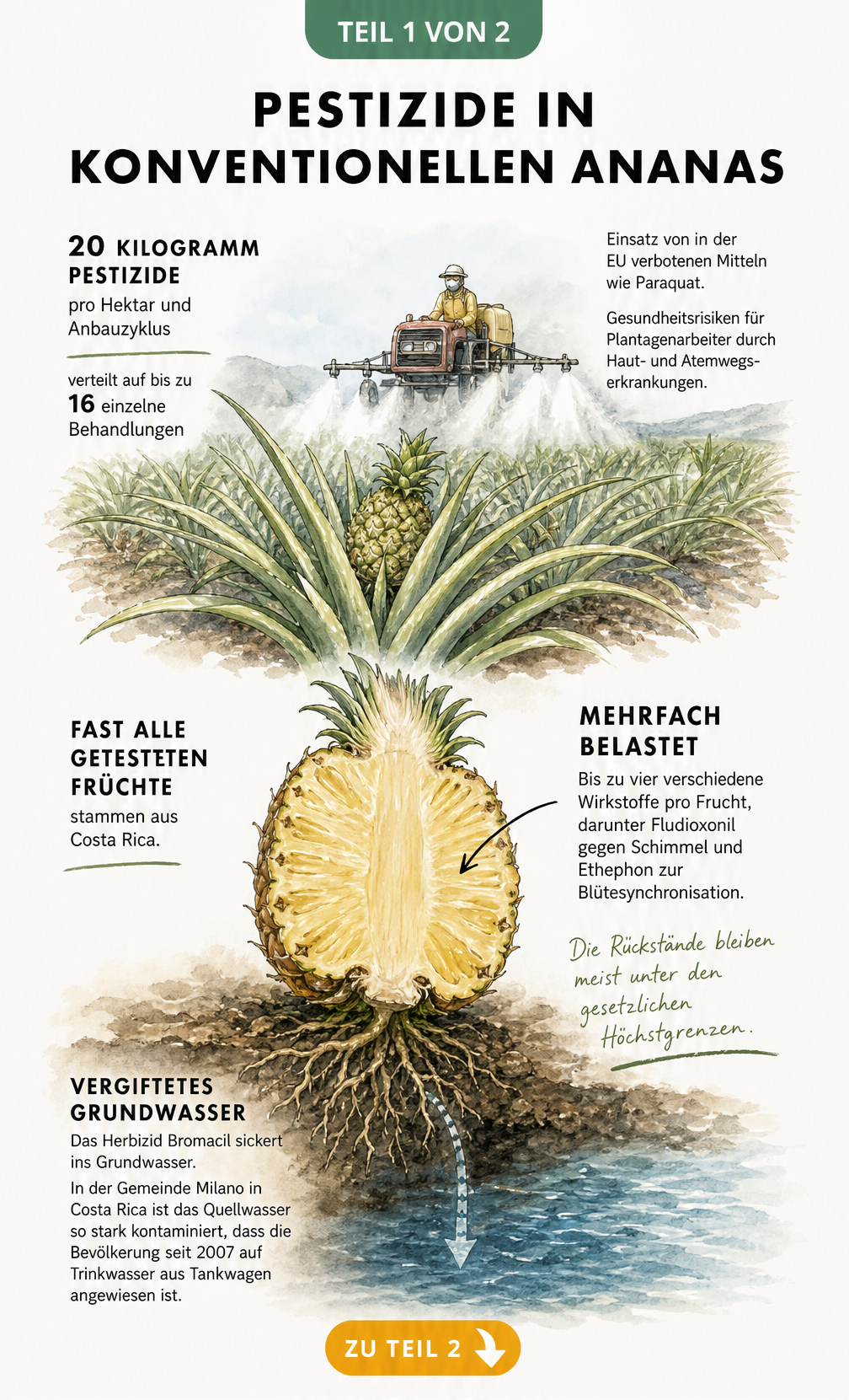 Illustration einer Ananaspflanze auf dem Feld, die den Einsatz von Pestiziden, Rückstände in der Frucht und die Belastung des Grundwassers zeigt.