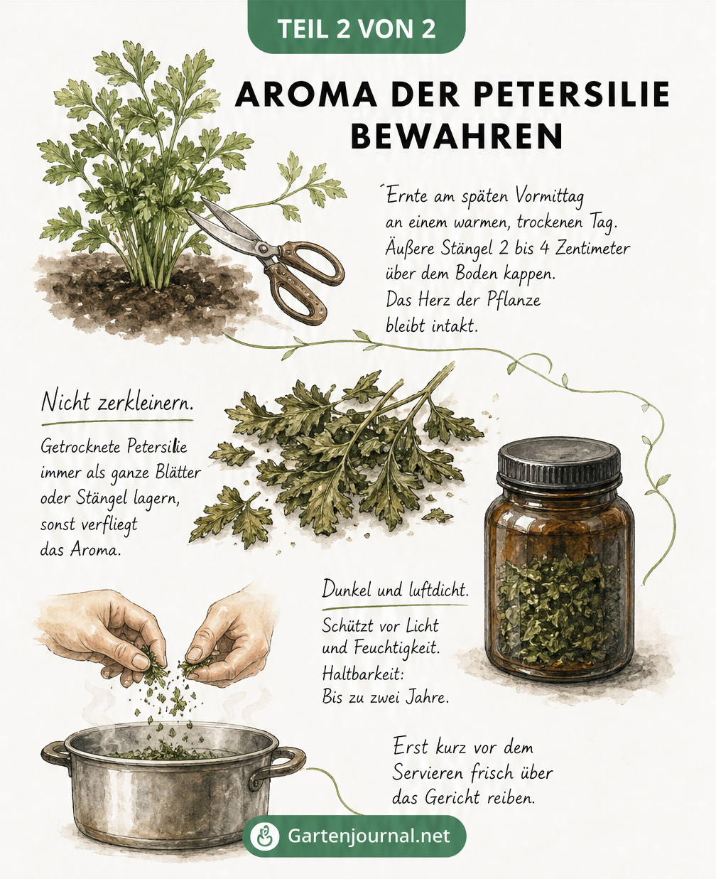 Illustration zur Ernte, Lagerung und Verwendung von getrockneter Petersilie