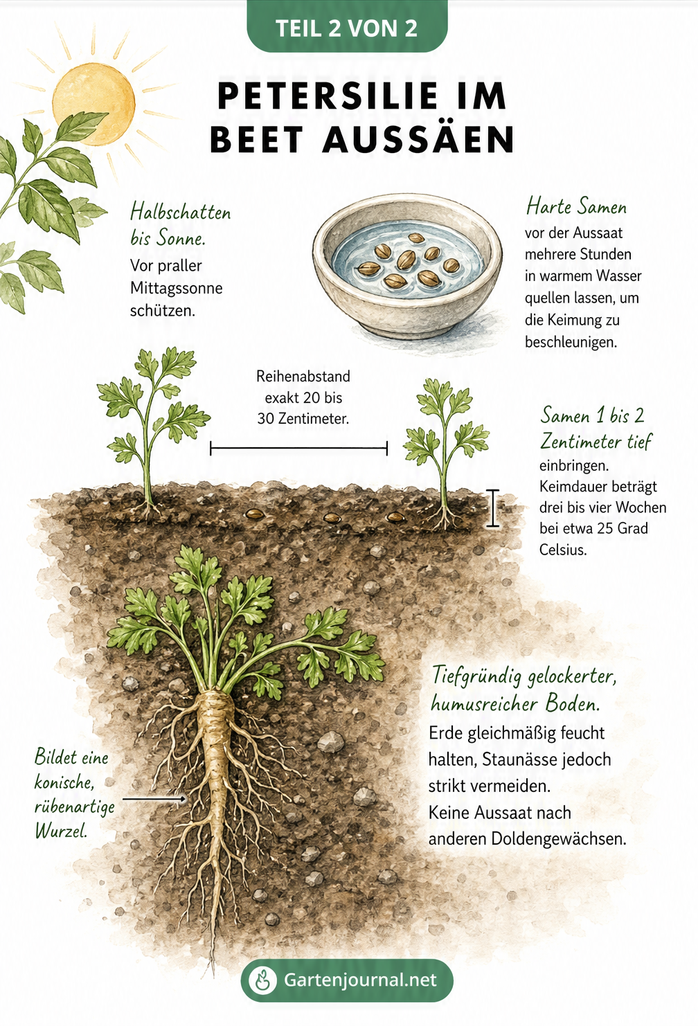Querschnitt eines Gartenbeets mit Petersiliensamen und Keimlingen