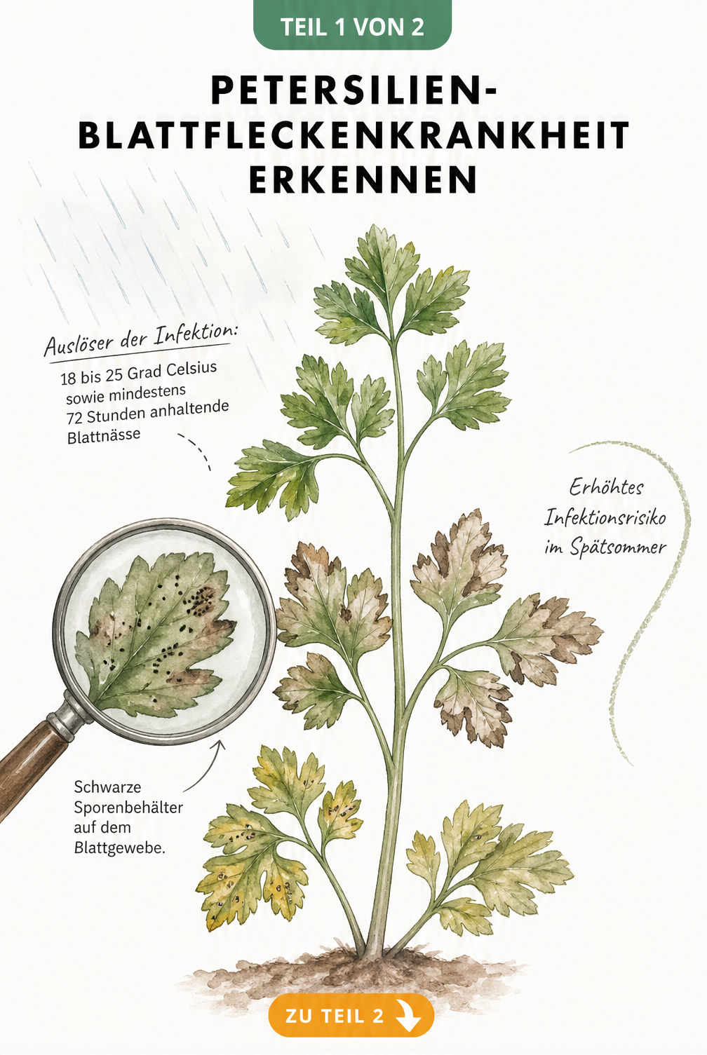 Aquarell-Illustration eines Petersilienstängels mit Symptomen der Blattfleckenkrankheit, von gelben Flecken bis zu schwarzen Sporenbehältern