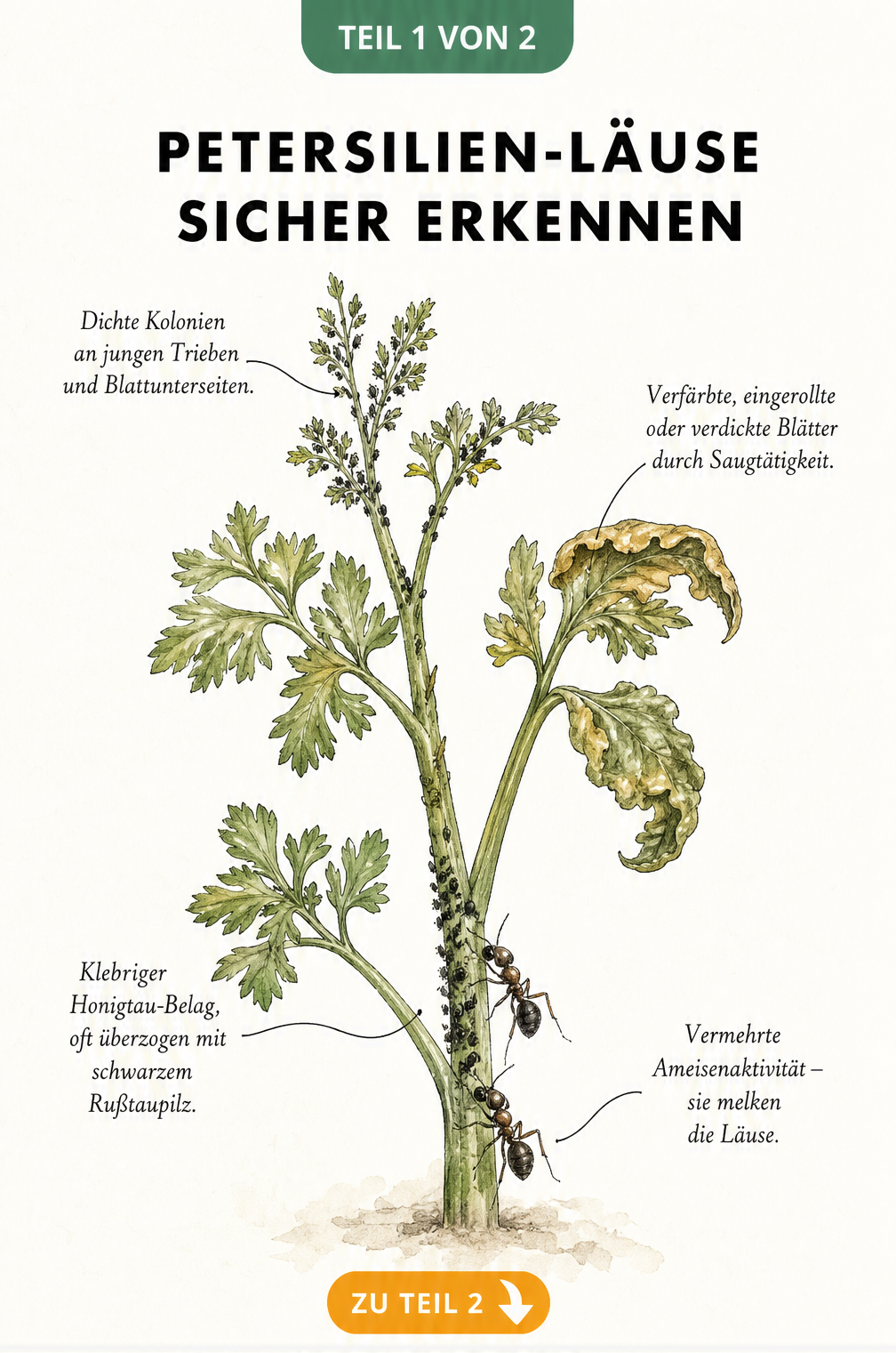 Botanische Illustration einer Petersilienpflanze mit Symptomen eines Blattlausbefalls wie verfärbten Blättern und Honigtau