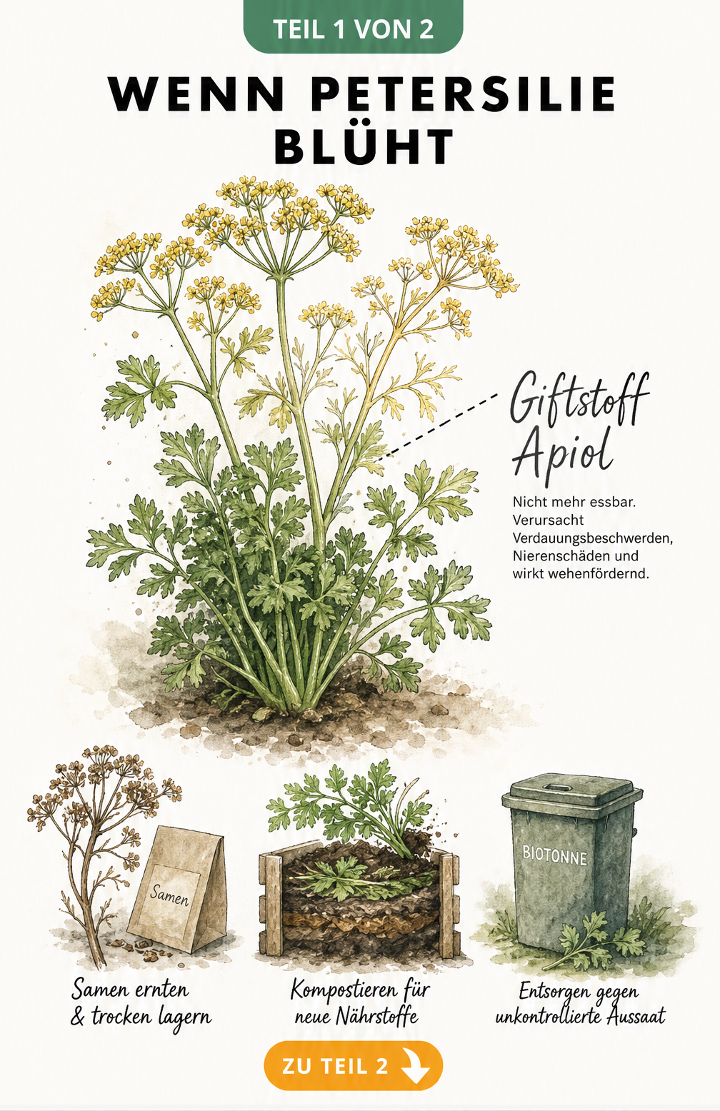 Botanische Illustration einer blühenden Petersilie mit Hinweisen zum Giftstoff Apiol und Entsorgungsmöglichkeiten