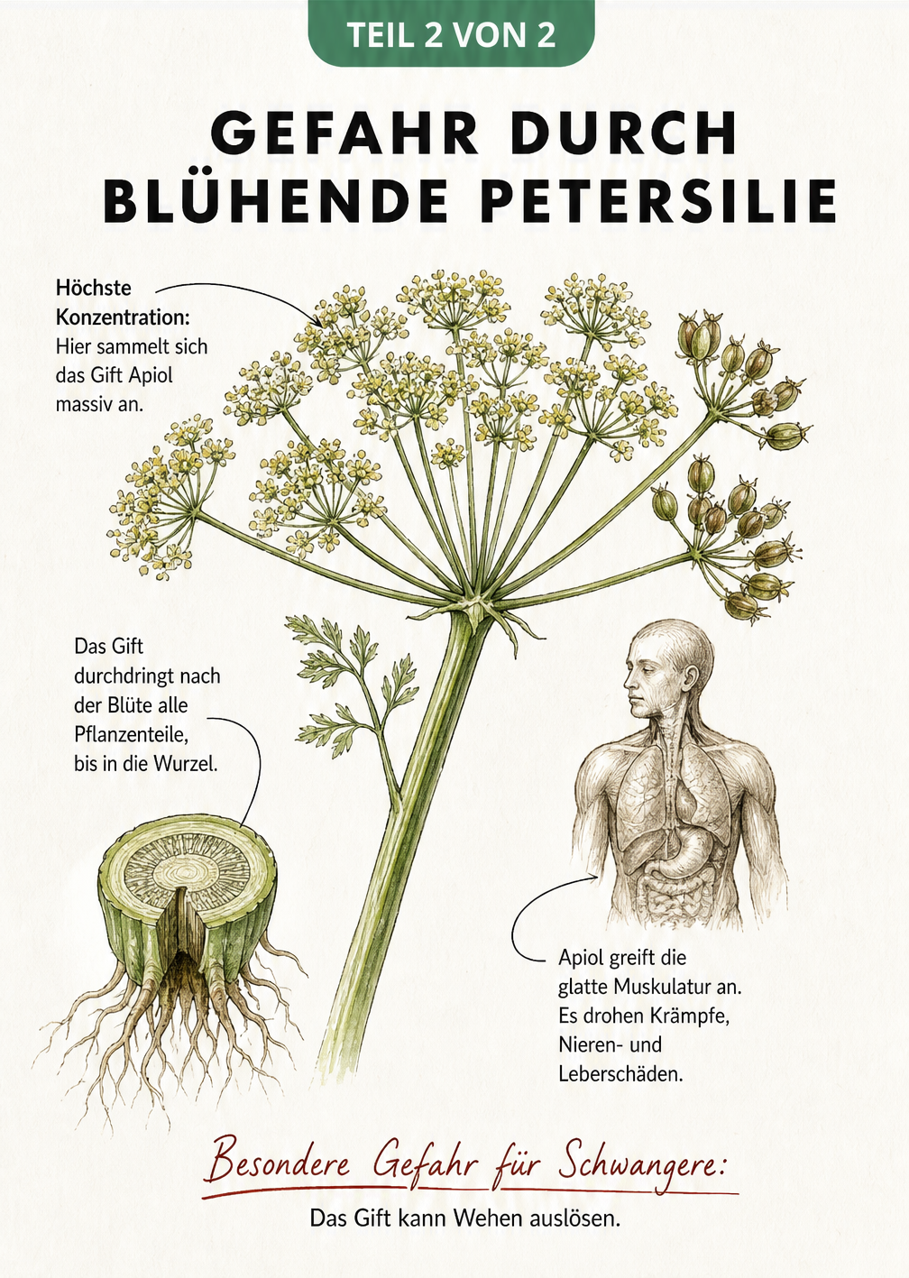 Detaillierte Skizze einer Petersilien-Blütendolde mit Warnhinweisen zur Gefahr durch das Gift Apiol.