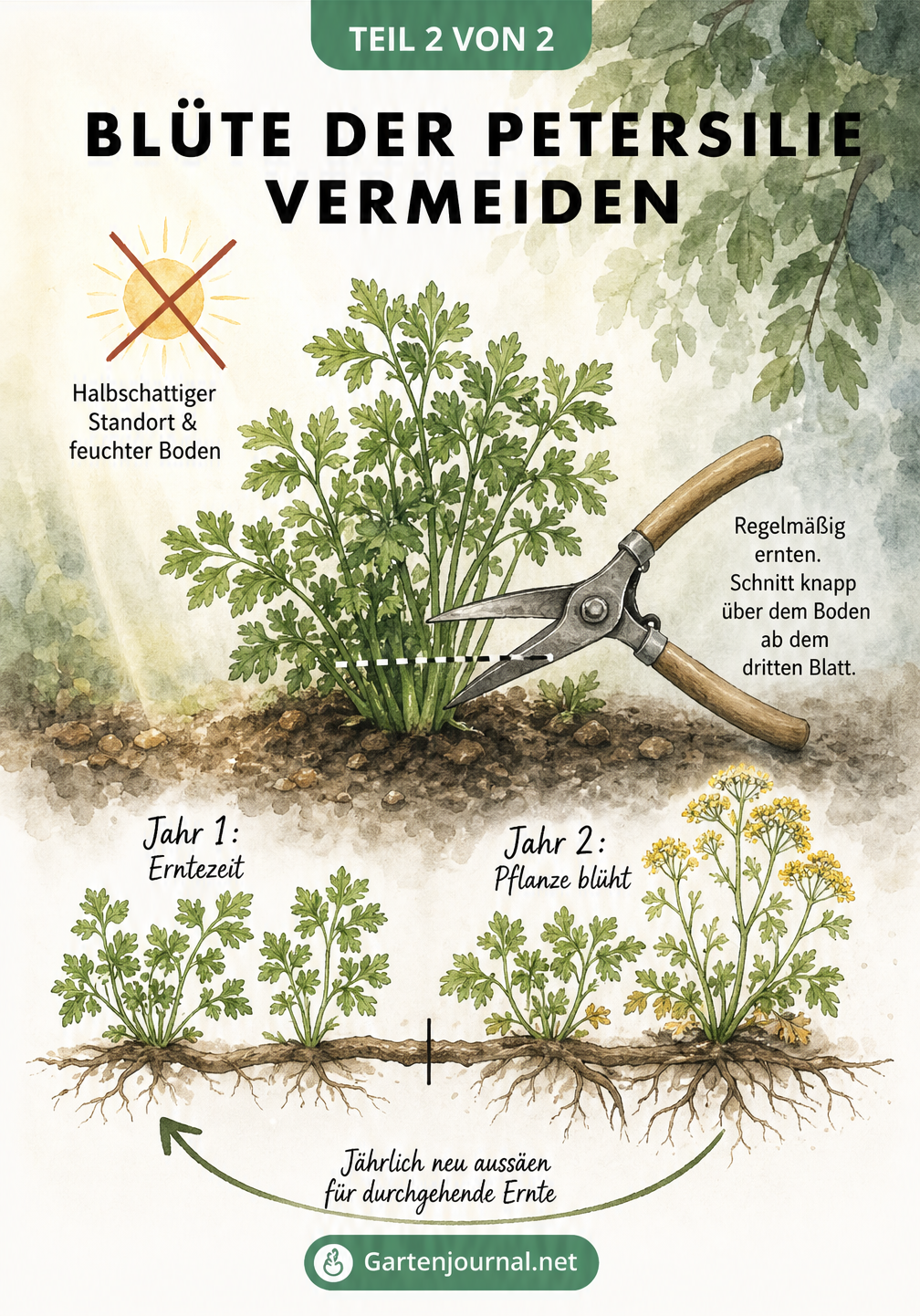 Aquarell-Zeichnung einer Petersilienpflanze mit Gartenschere und Tipps zur Vermeidung der Blüte