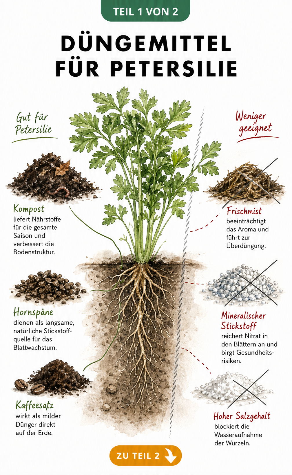 Botanische Querschnitts-Illustration einer Petersilienpflanze mit organischen Düngern wie Kompost und Hornspänen sowie ungeeigneten Stoffen wie Frischmist.