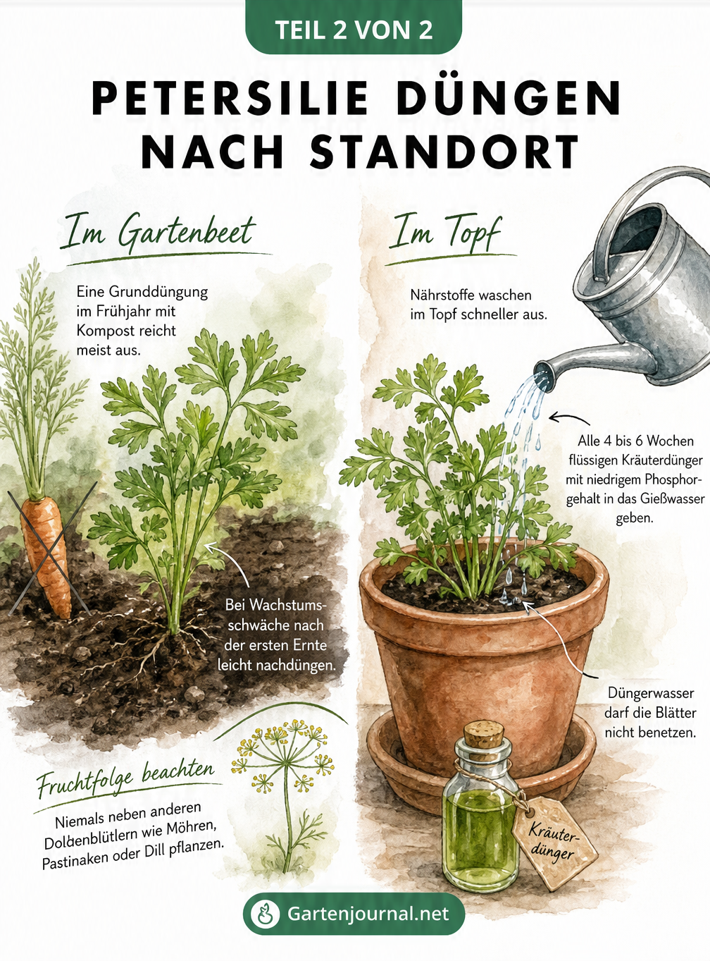 Aquarell-Illustration von Petersilie im Gartenbeet und im Terrakotta-Topf mit Hinweisen zur Düngung je nach Standort.