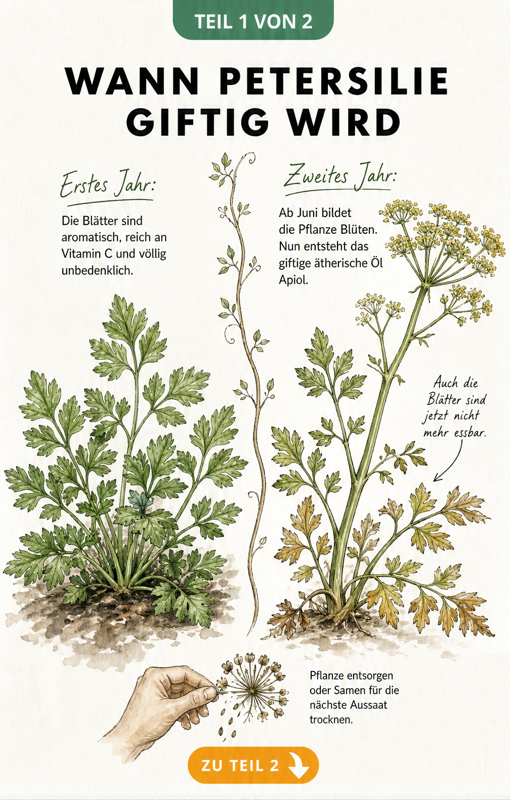 Botanische Illustration der Petersilie im ersten und zweiten Jahr, die zeigt, wann das Küchenkraut giftig wird.