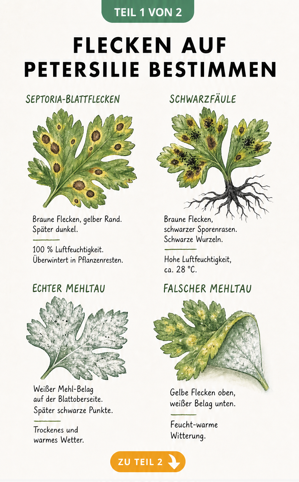 Illustration von vier Petersilienblättern mit Symptomen von Septoria-Blattflecken, Schwarzfäule, Echtem und Falschem Mehltau