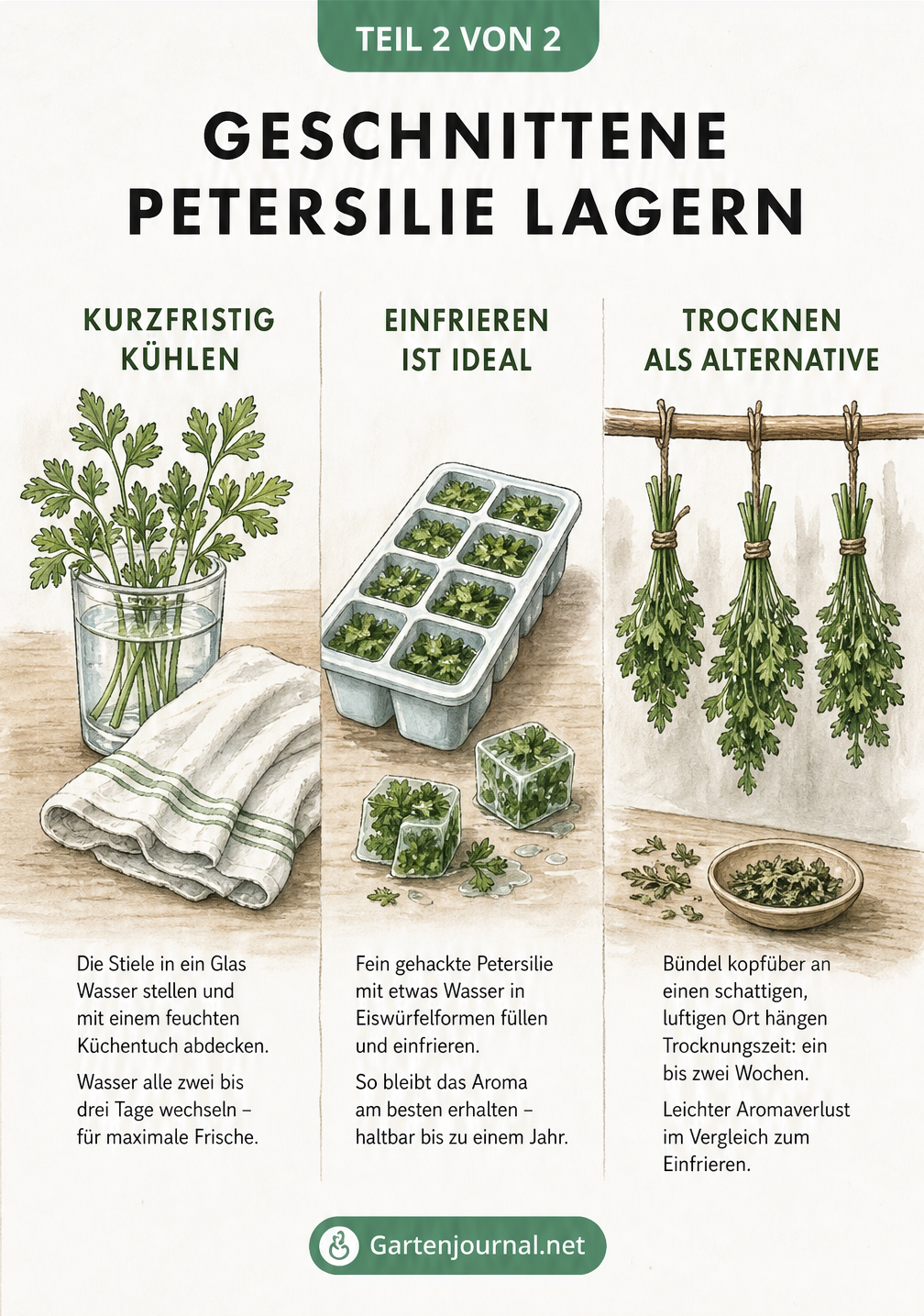 Drei Methoden zur Lagerung von Petersilie: im Wasserglas für kurzfristige Frische, eingefroren in Eiswürfelformen für langen Aromaerhalt und getrocknet als...