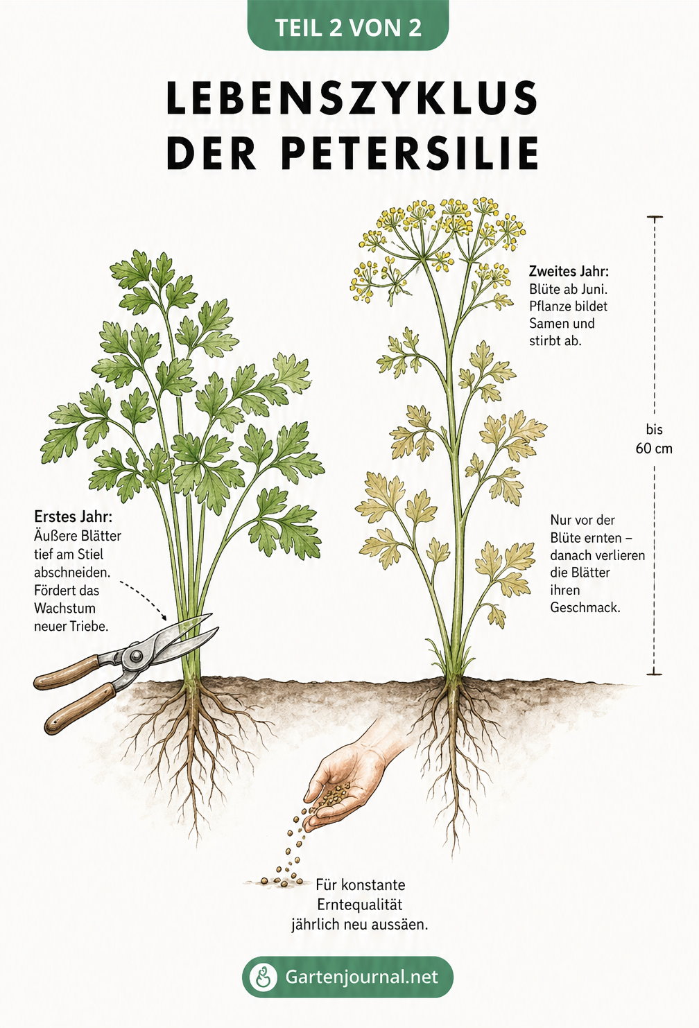 Gegenüberstellung einer Petersilienpflanze im ersten Jahr bei der Ernte und im zweiten Jahr mit Blüten