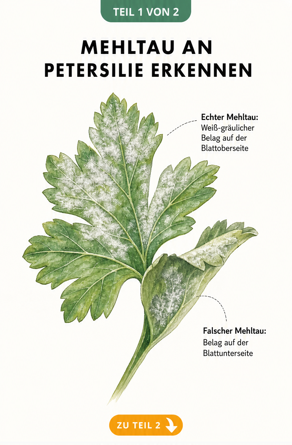 Botanische Illustration eines Petersilienblattes mit echtem und falschem Mehltau