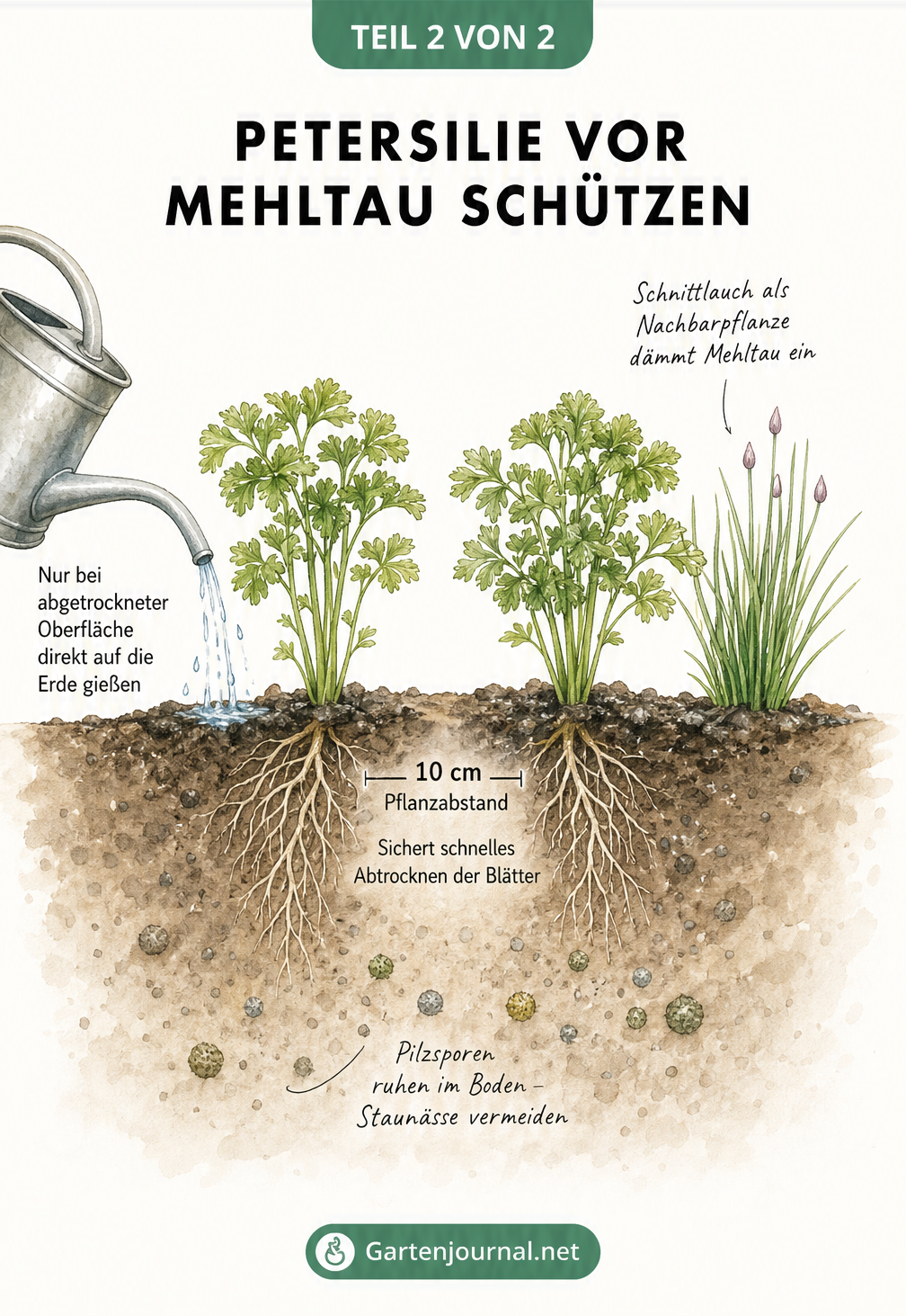 Skizze eines Gartenbeets mit Petersilie, Schnittlauch und Gießkanne zur Mehltau-Vorbeugung