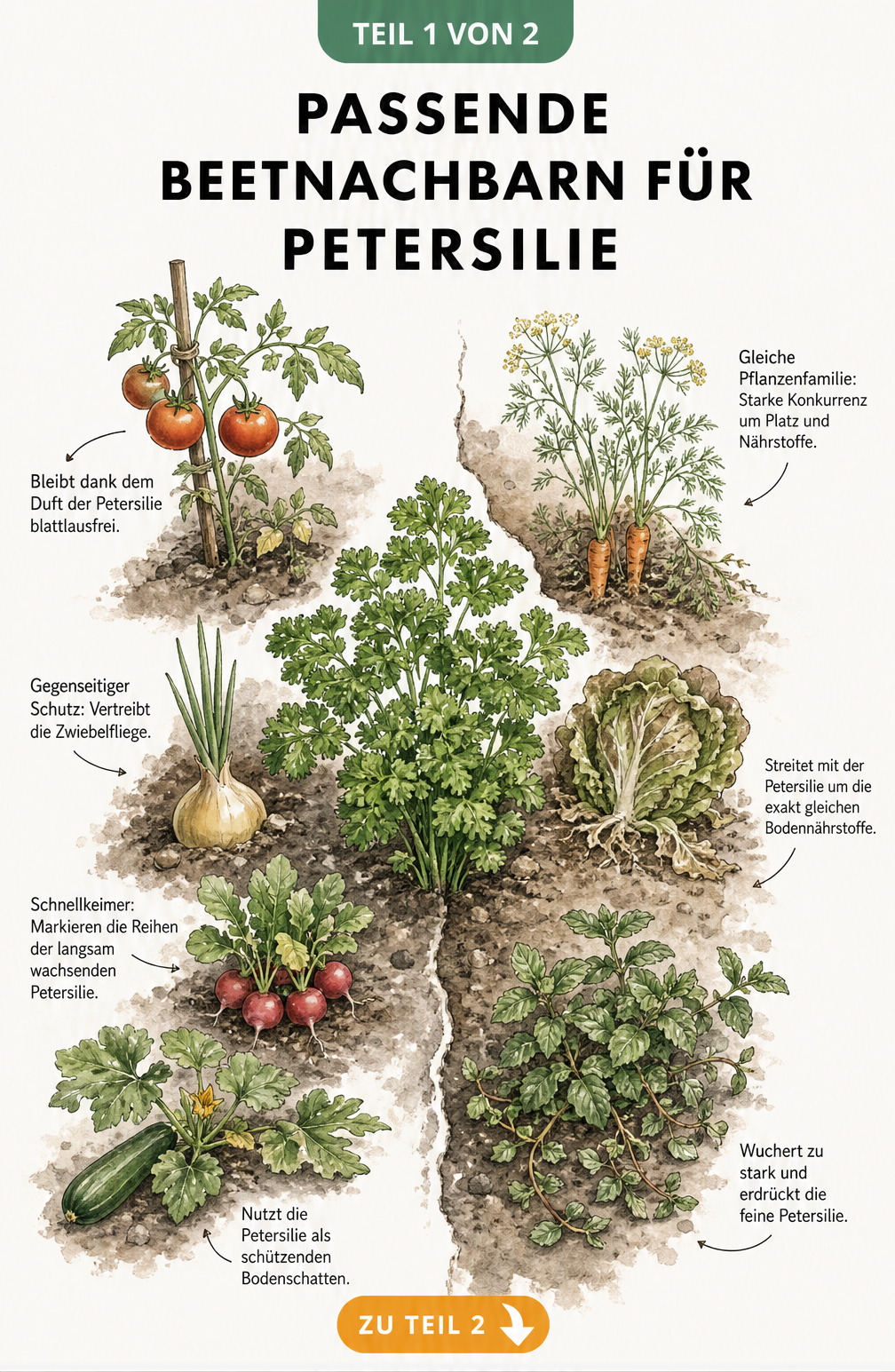 Illustration eines Gartenbeets mit Petersilie und ihren guten sowie schlechten Nachbarpflanzen