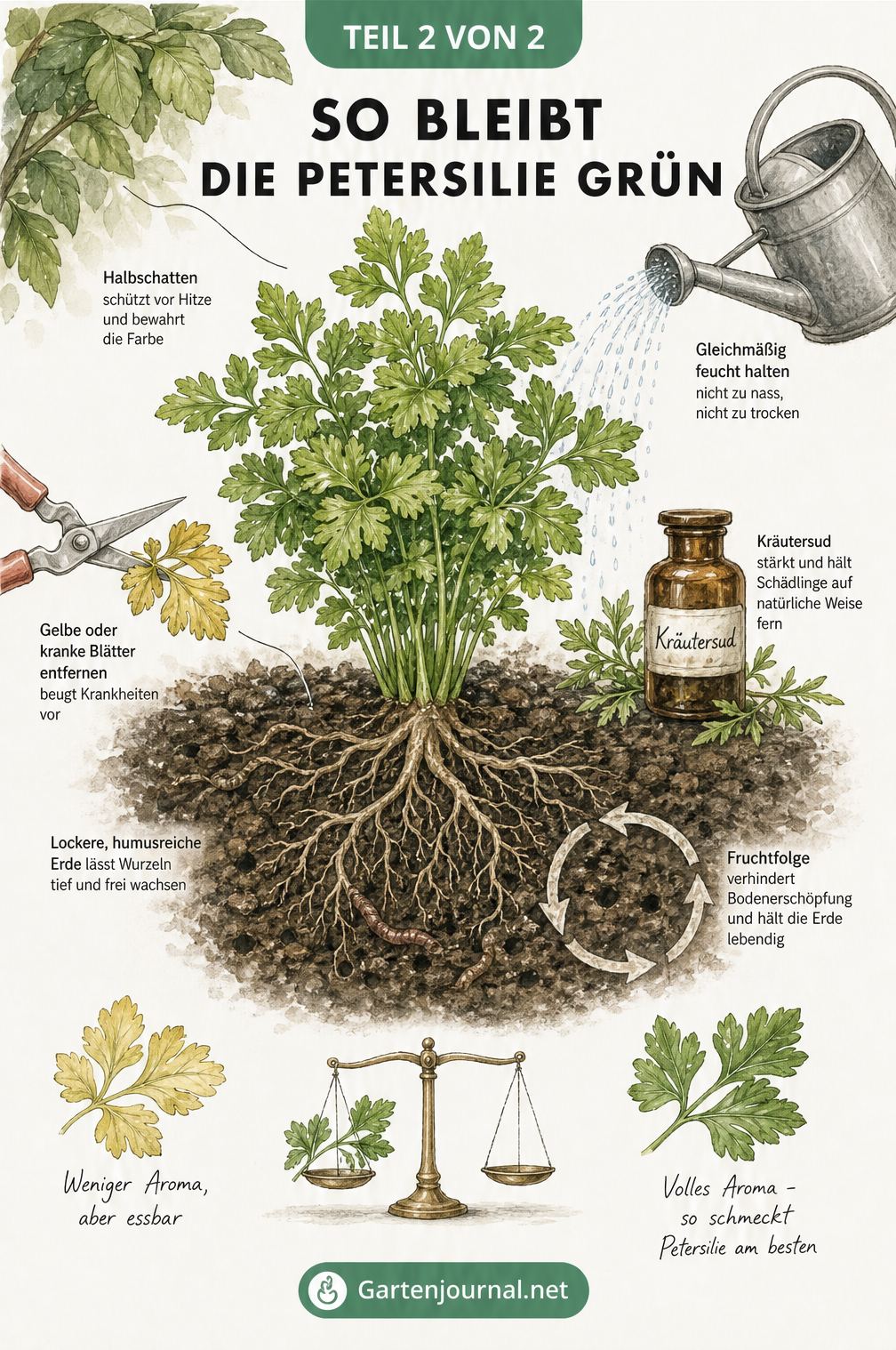 Illustration einer gesunden, grünen Petersilienpflanze im lockeren Gartenbeet mit Hinweisen zu optimaler Pflege wie Halbschatten und konstanter Feuchtigkeit.