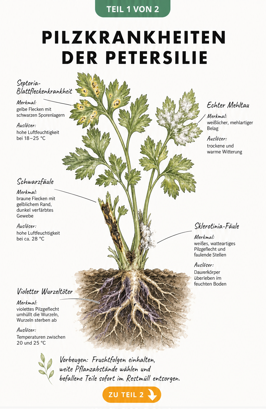 Botanische Illustration einer Petersilienpflanze mit Symptomen verschiedener Pilzkrankheiten wie Septoria und Echtem Mehltau