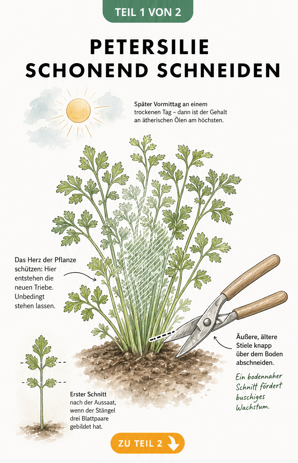 Illustration einer Petersilienpflanze, bei der die äußeren Triebe mit einer Gartenschere bodennah abgeschnitten werden, während das innere Herz geschützt...