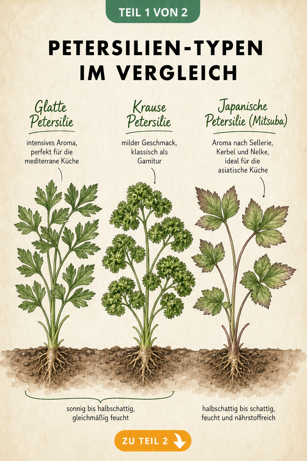 Botanische Illustration von glatter, krauser und japanischer Petersilie mit Hinweisen zu Aroma und Standort