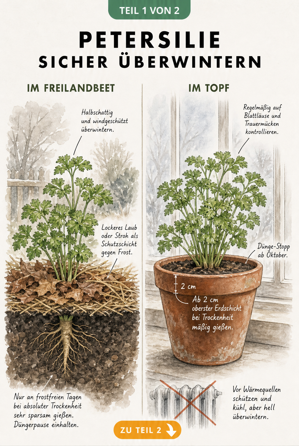 Illustration zur Überwinterung von Petersilie im Freilandbeet und im Topf auf der Fensterbank