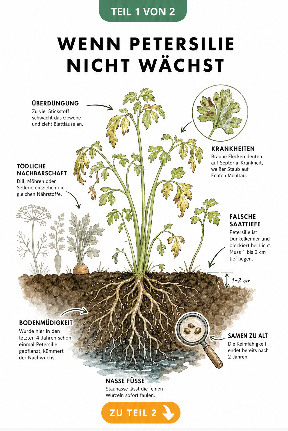 Illustration einer kümmernden Petersilienpflanze mit Ursachen wie falscher Saattiefe, Staunässe und Bodenmüdigkeit