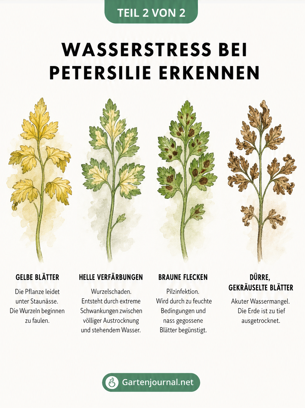 Vier Petersilien-Zweige im Vergleich, die Schadbilder wie gelbe Blätter, helle Verfärbungen, braune Flecken und gekräuselte Blätter zeigen.