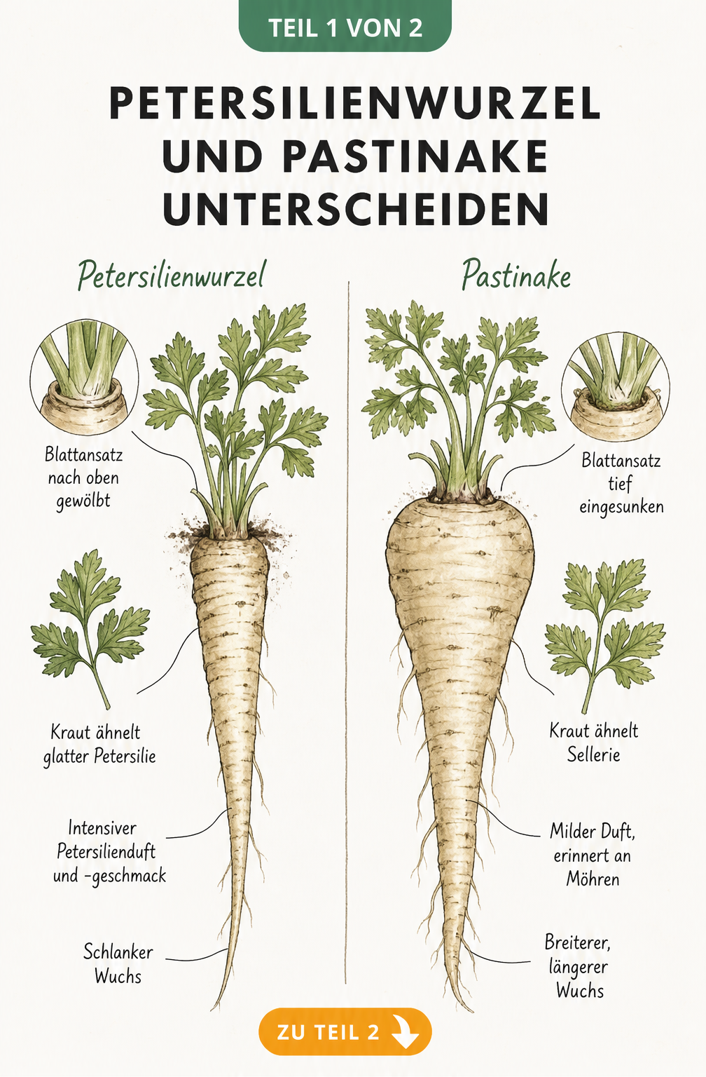 Botanische Gegenüberstellung von Petersilienwurzel und Pastinake mit Details zu Blattansatz, Kraut und Wurzelform