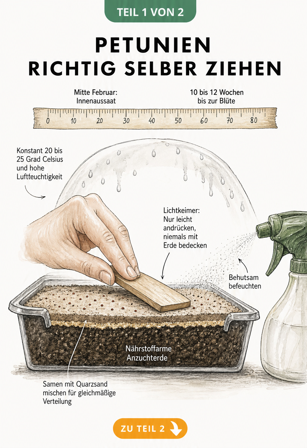 Botanische Schnittzeichnung einer Anzuchtschale mit Petuniensamen, Quarzsand und Nährstoffarmer Anzuchterde