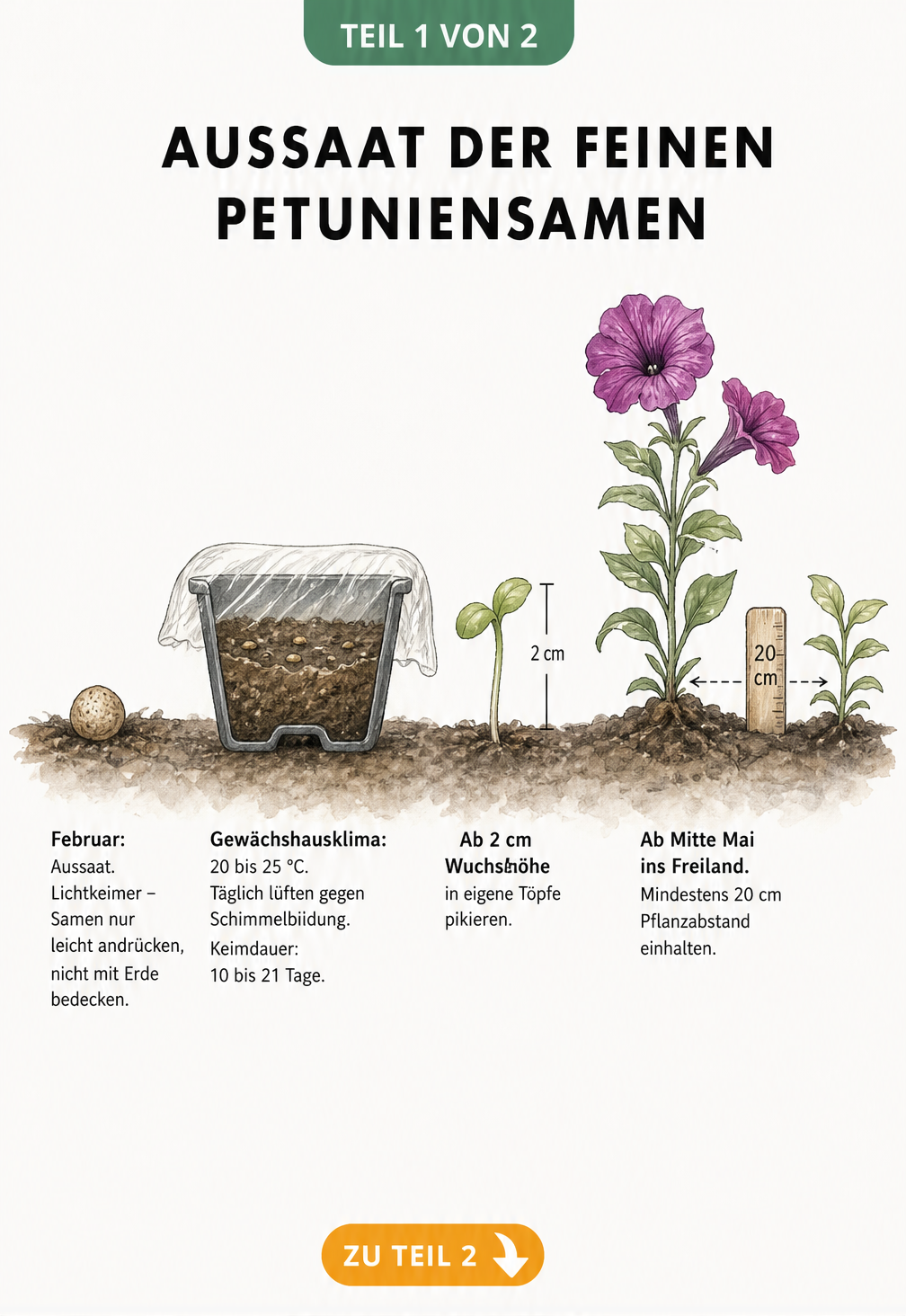Illustration der Petunien-Aussaat vom Samen bis zur Jungpflanze