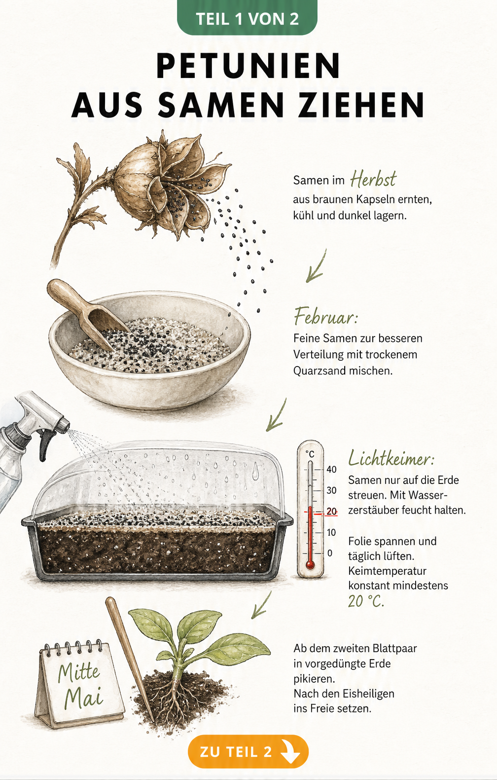 Botanische Illustration zur Aussaat von Petunien: Samenernte, Vorbereitung mit Quarzsand, Aussaat als Lichtkeimer und Pikieren der Jungpflanzen.