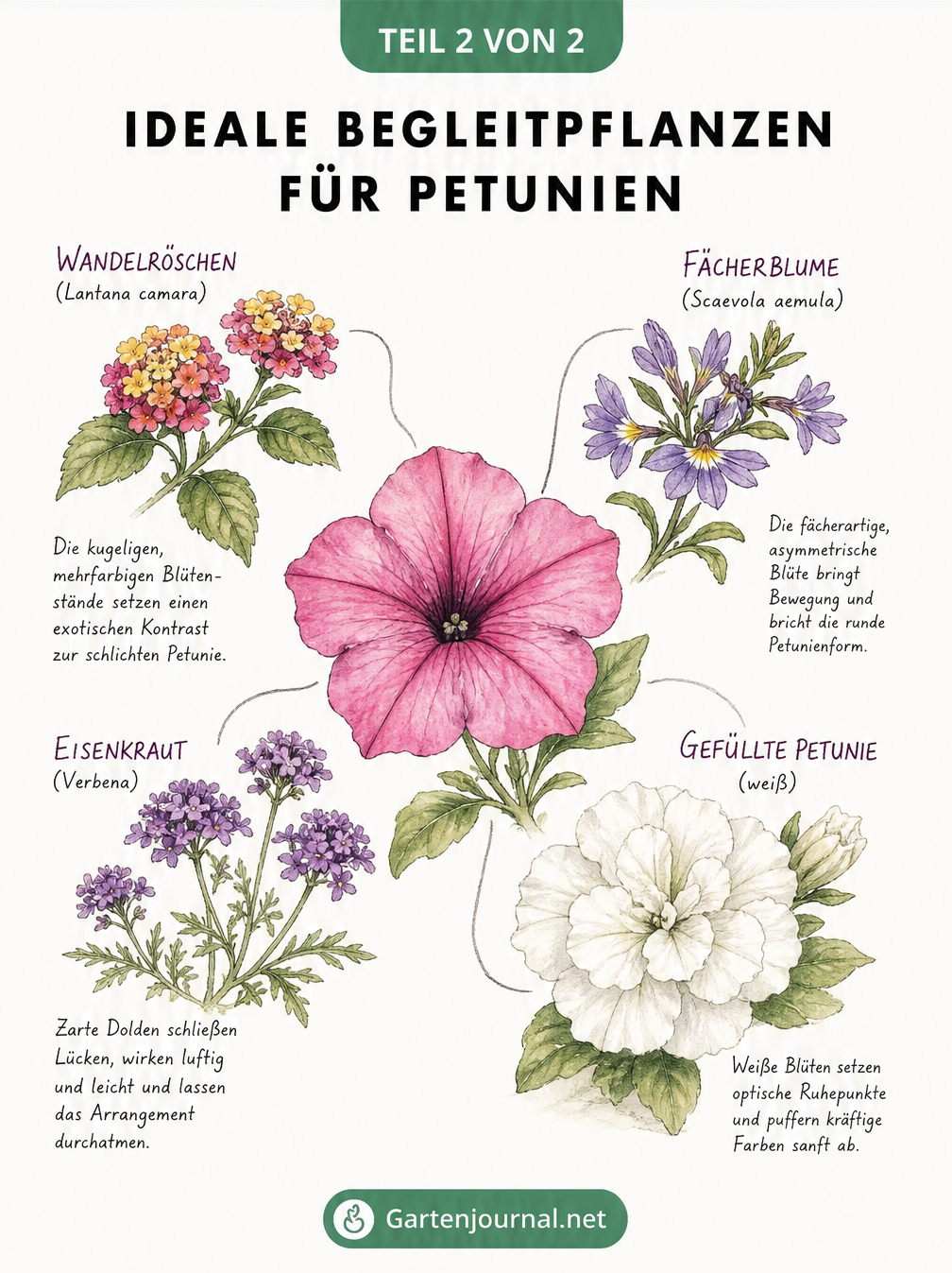 Skizze einer rosa Petunienblüte mit vier passenden Begleitpflanzen wie Wandelröschen und Eisenkraut