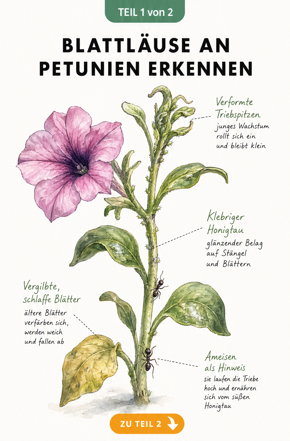 Botanische Illustration eines Petunien-Triebs mit Blattläusen, Honigtau, vergilbten Blättern und Ameisen