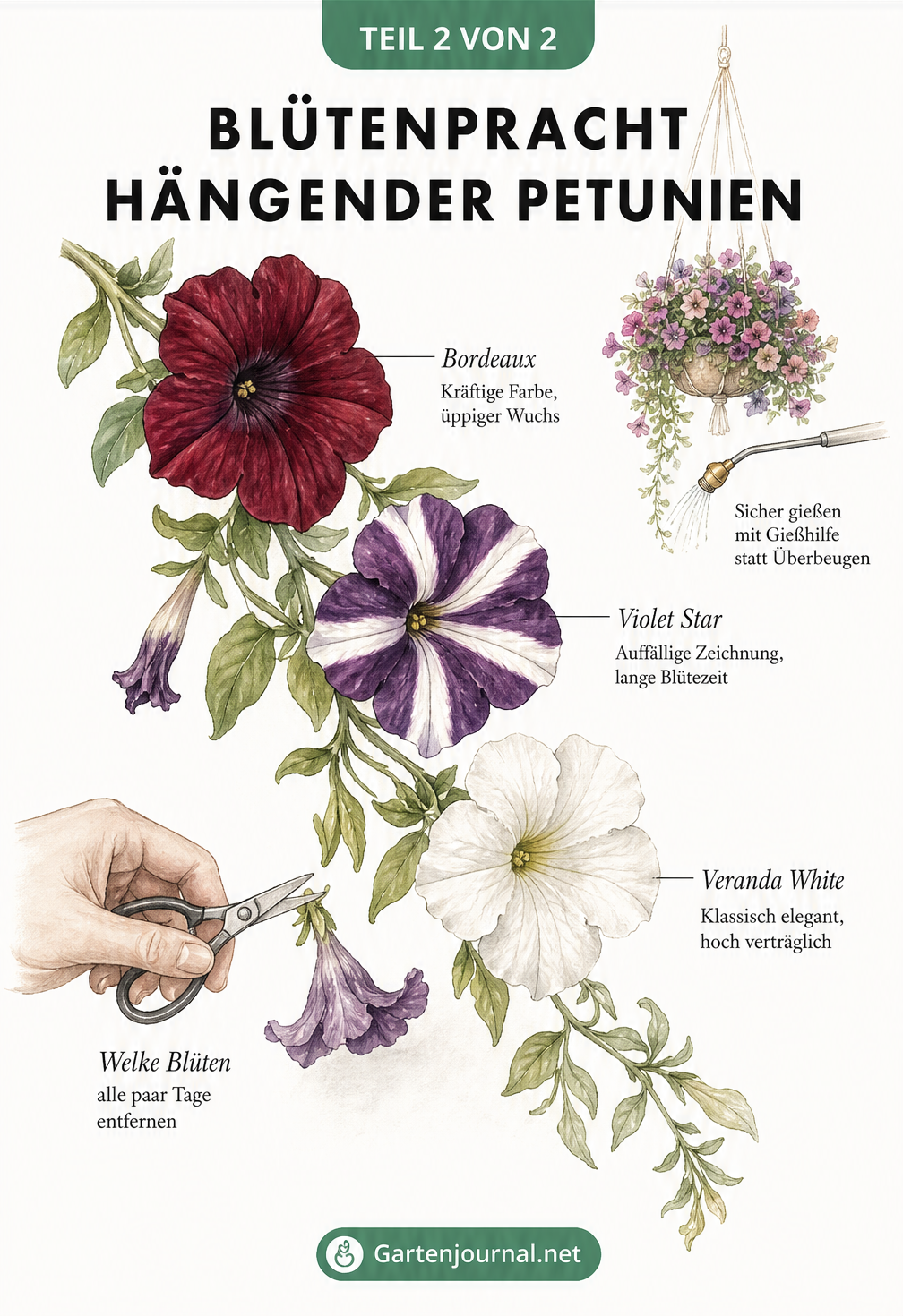 Zeichnung eines Petunien-Zweigs mit drei verschiedenen Blüten und Hinweisen zum Entfernen welker Blüten sowie zum Gießen