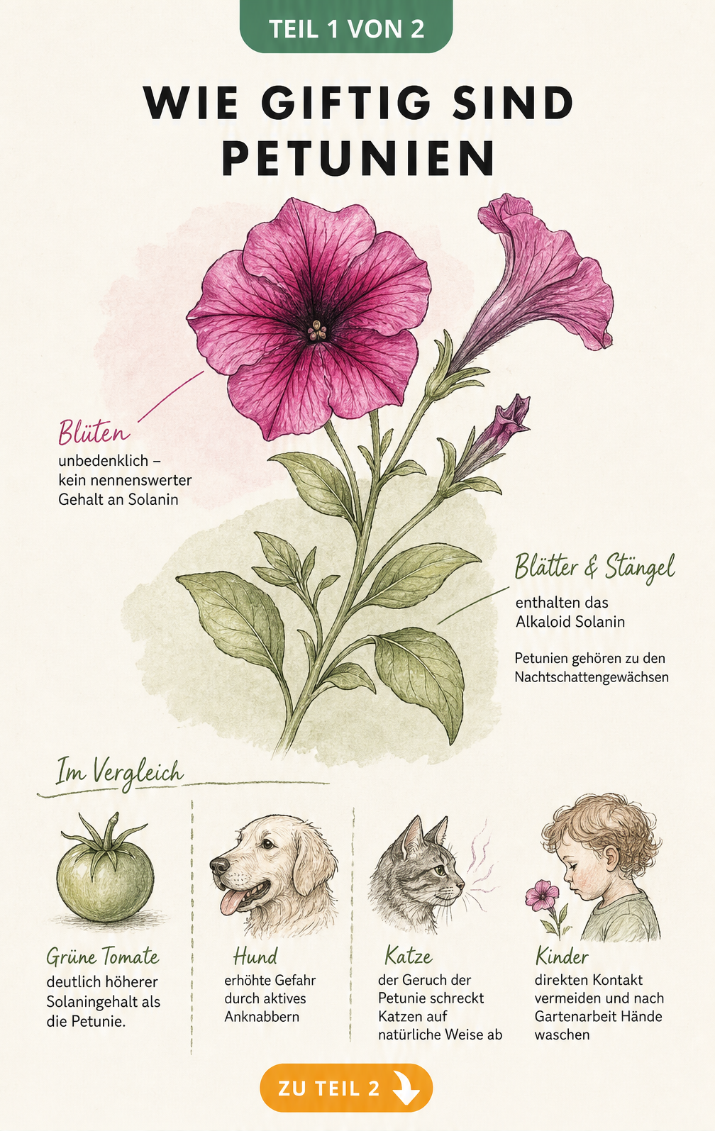 Botanische Zeichnung einer Petunie, die giftige grüne Pflanzenteile und unbedenkliche Blüten zeigt, mit Hinweisen zu Solanin und Gefahren für Kinder und...