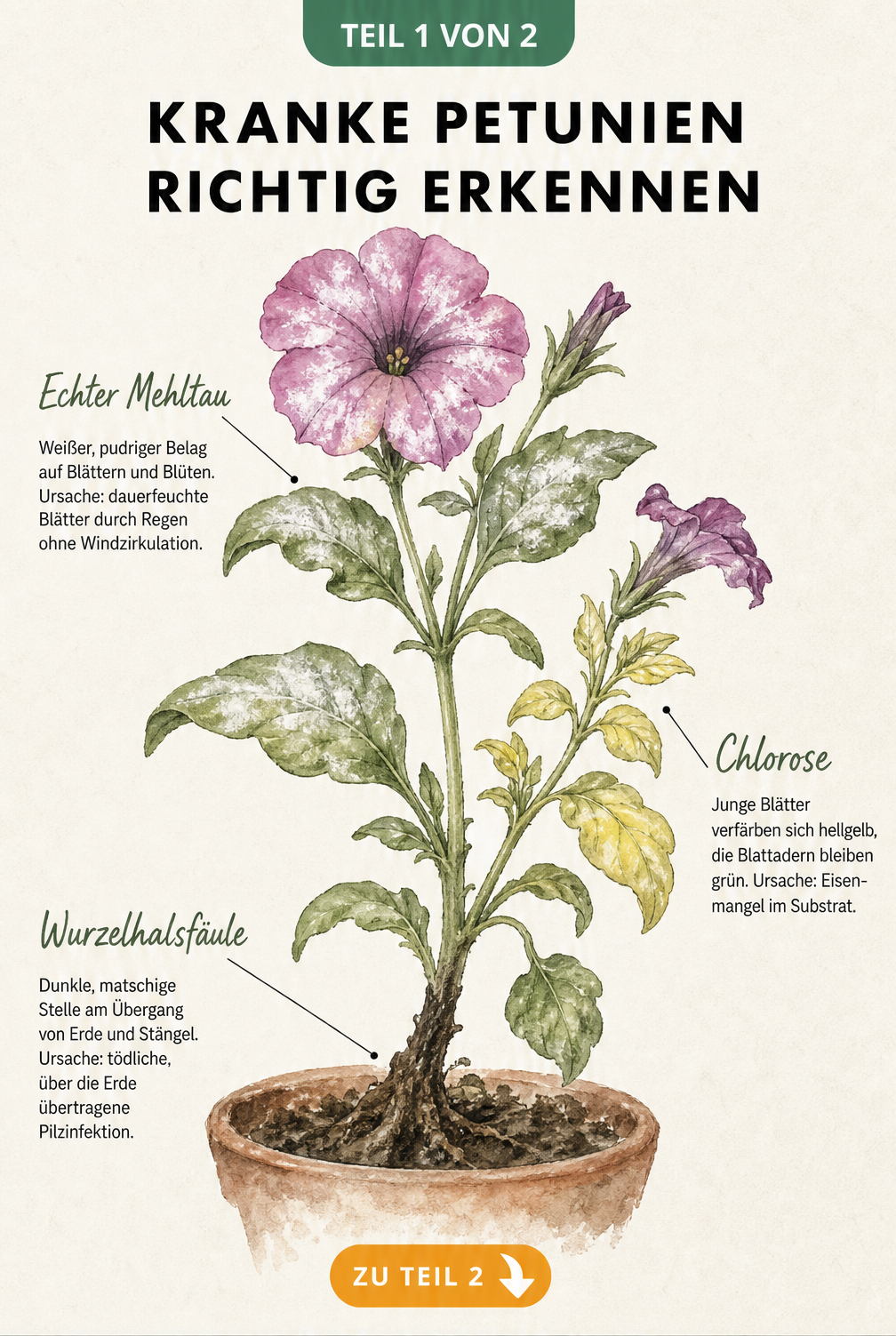 Botanische Illustration einer Petunie mit Schadbildern von Echtem Mehltau, Chlorose und Wurzelhalsfäule