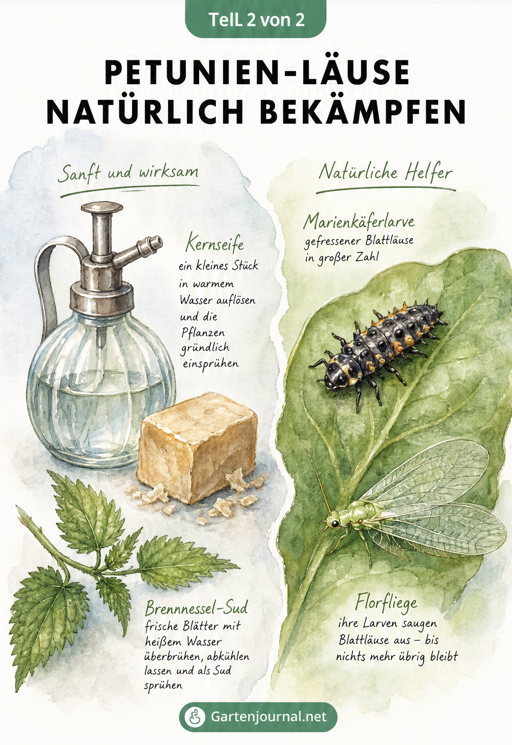 Aquarell-Illustration von Hausmitteln wie Kernseife und Brennnessel sowie Nützlingen wie Marienkäferlarve und Florfliege auf einem Petunienblatt