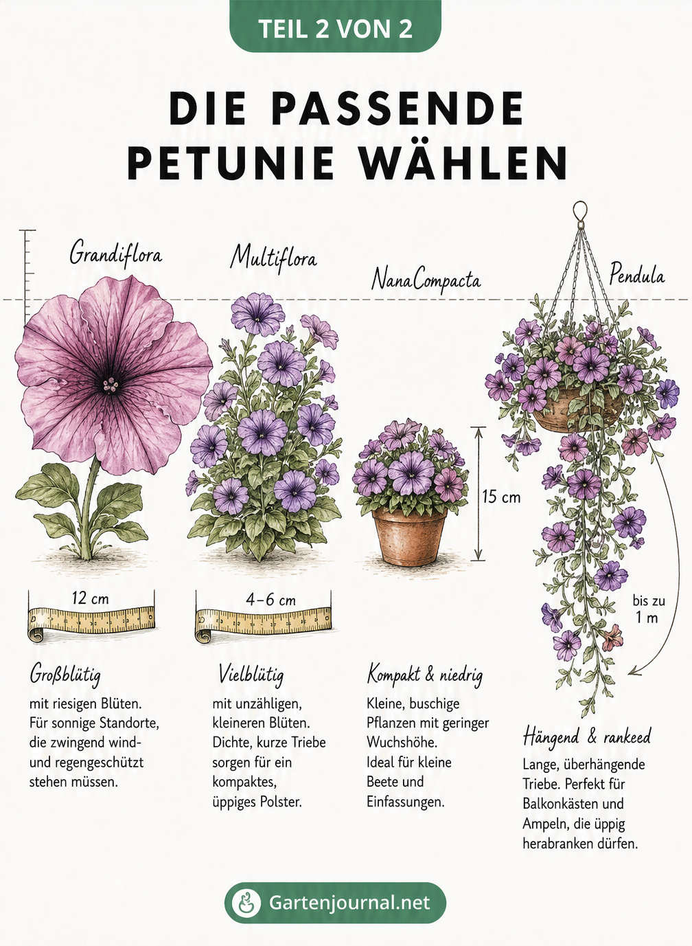 Botanische Illustration einer Petunie im Querschnitt mit Pflegetipps zu Erde, Gießen, Düngen, Blättern und Ausputzen.