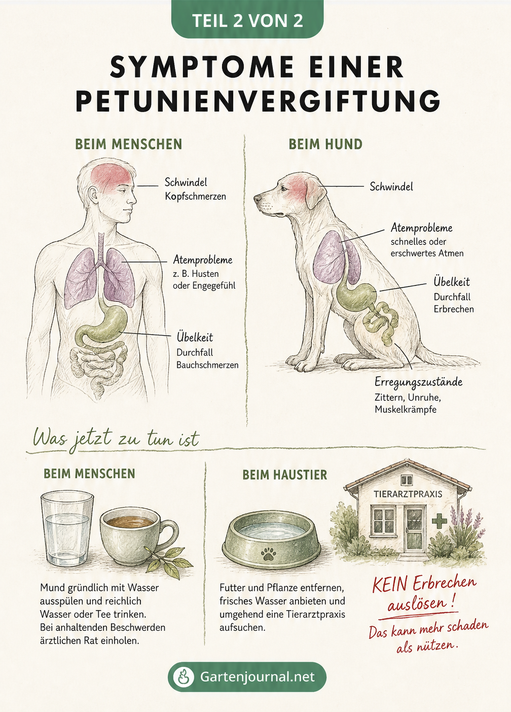 Illustration der Symptome einer Petunienvergiftung bei Mensch und Hund, inklusive Erster Hilfe wie Ausspülen und Trinken