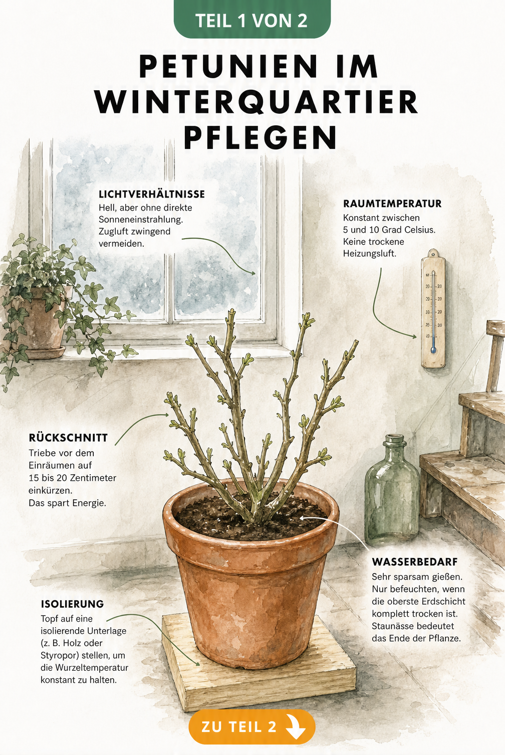 Illustration einer zurückgeschnittenen Petunie im Terrakotta-Topf mit Pflegehinweisen für das Winterquartier