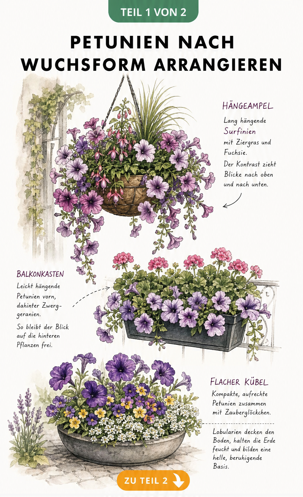 Botanische Schnittzeichnung eines Balkon-Arrangements mit Petunien in verschiedenen Wuchsformen