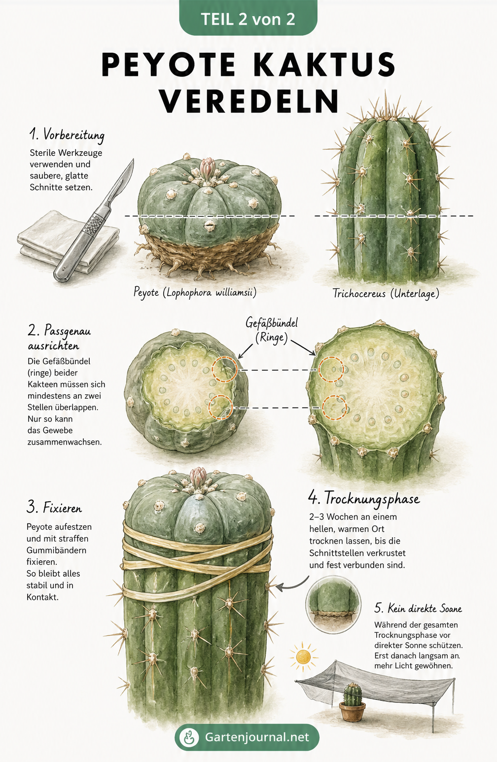 Illustration der Veredelung eines Peyote-Kaktus auf eine Trichocereus-Unterlage