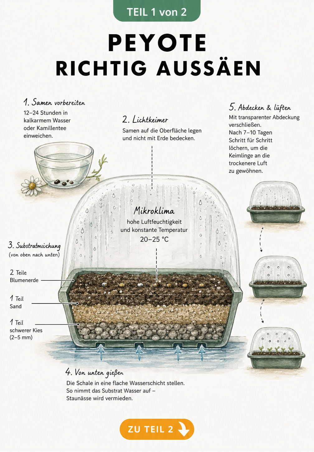 Querschnitt einer Anzuchtschale mit Peyote-Samen, Substratschichten und Abdeckung