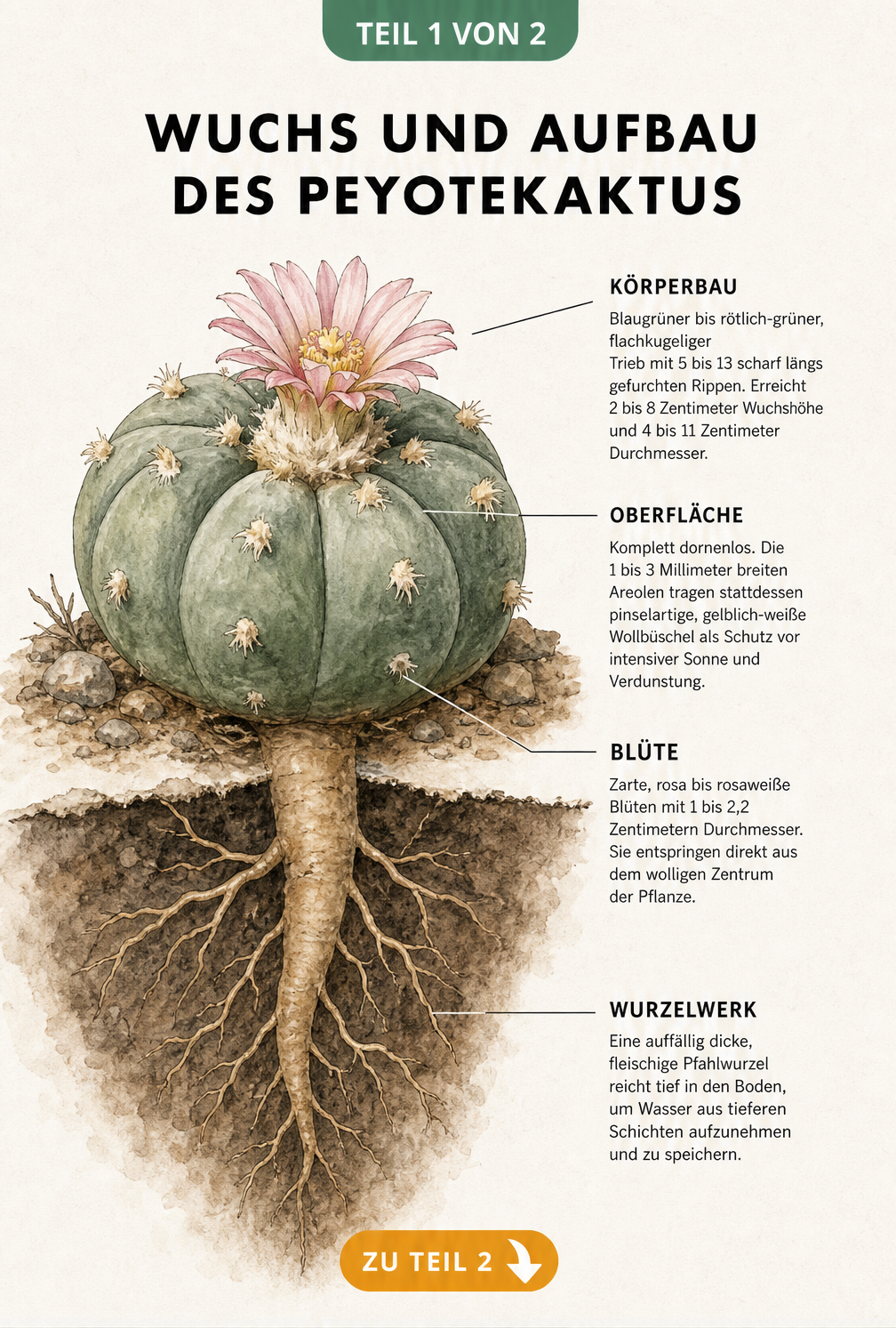 Botanische Illustration des Peyotekaktus mit Querschnitt der Pfahlwurzel und Beschreibung von Körperbau, Oberfläche und Blüte.
