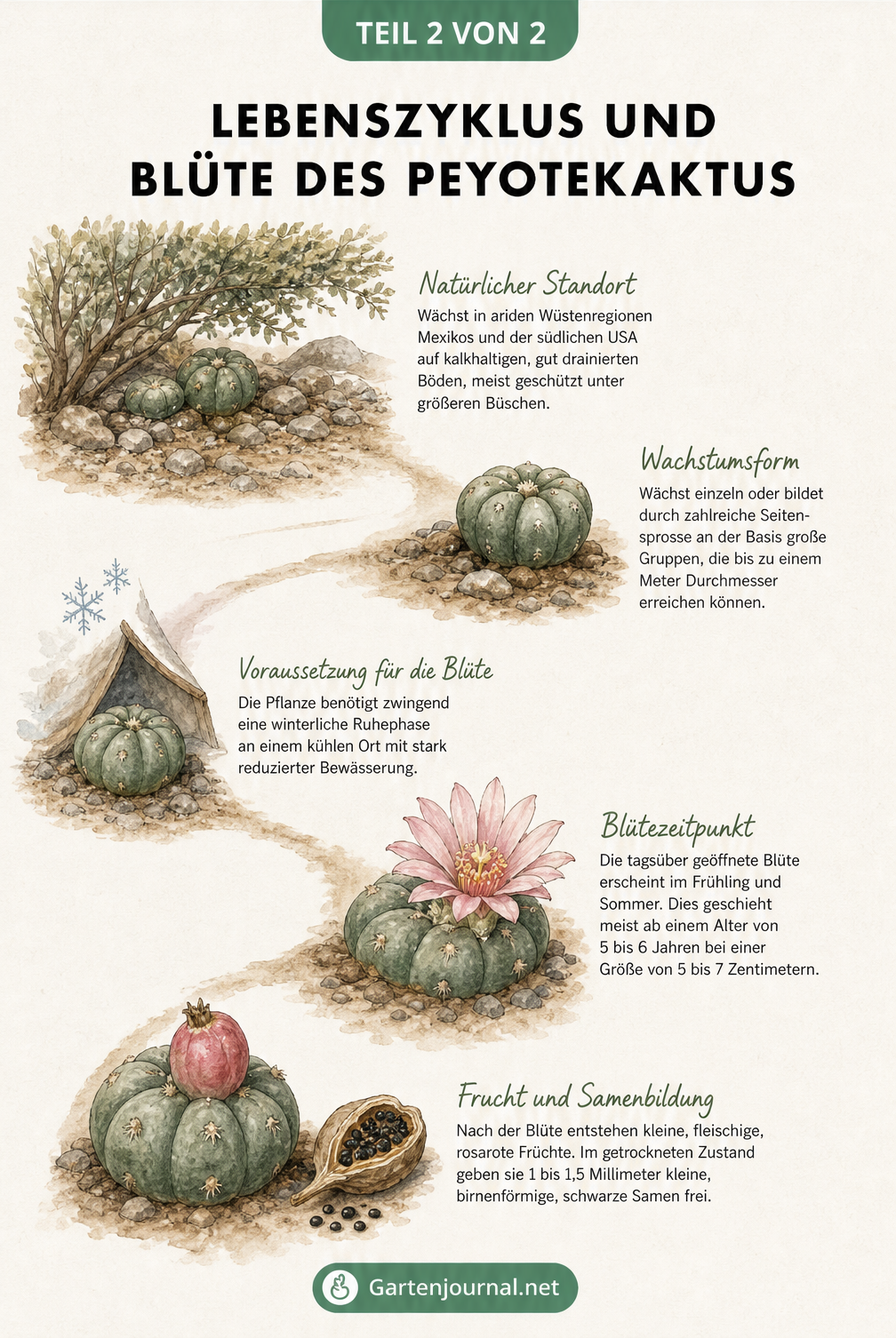 Illustration des Lebenszyklus eines Peyotekaktus vom natürlichen Standort über das Wachstum bis zur Blüte und Samenbildung.