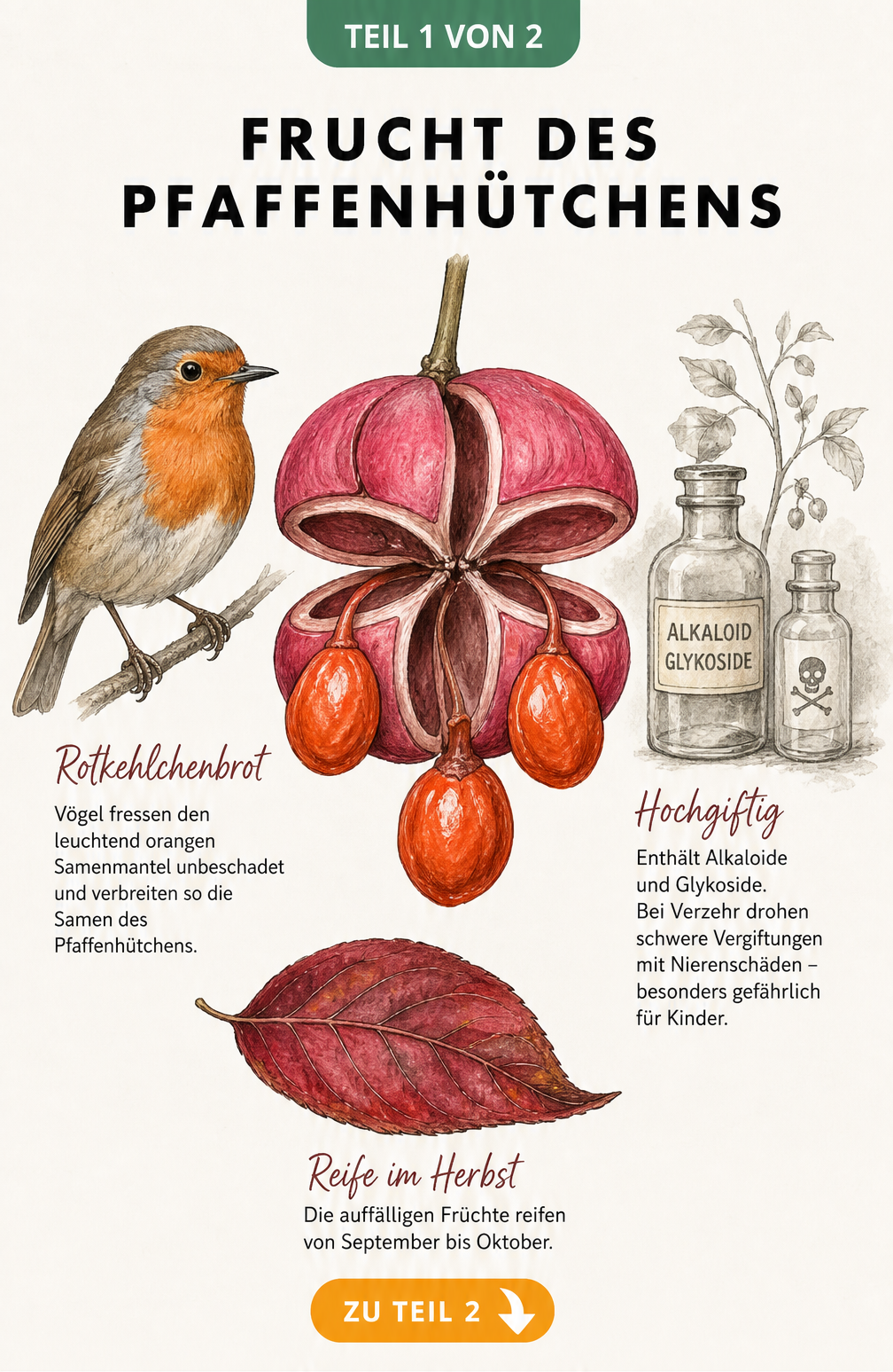 Botanische Illustration der geöffneten Kapselfrucht des Pfaffenhütchens mit orangeroten Samen, einem Rotkehlchen und Warnhinweis zur Giftigkeit