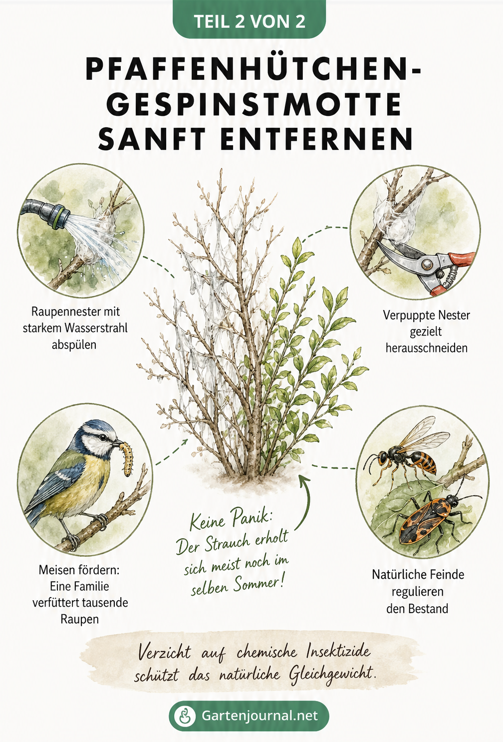 Illustration zur sanften Bekämpfung der Pfaffenhütchen-Gespinstmotte mit Wasser, Schere und natürlichen Feinden