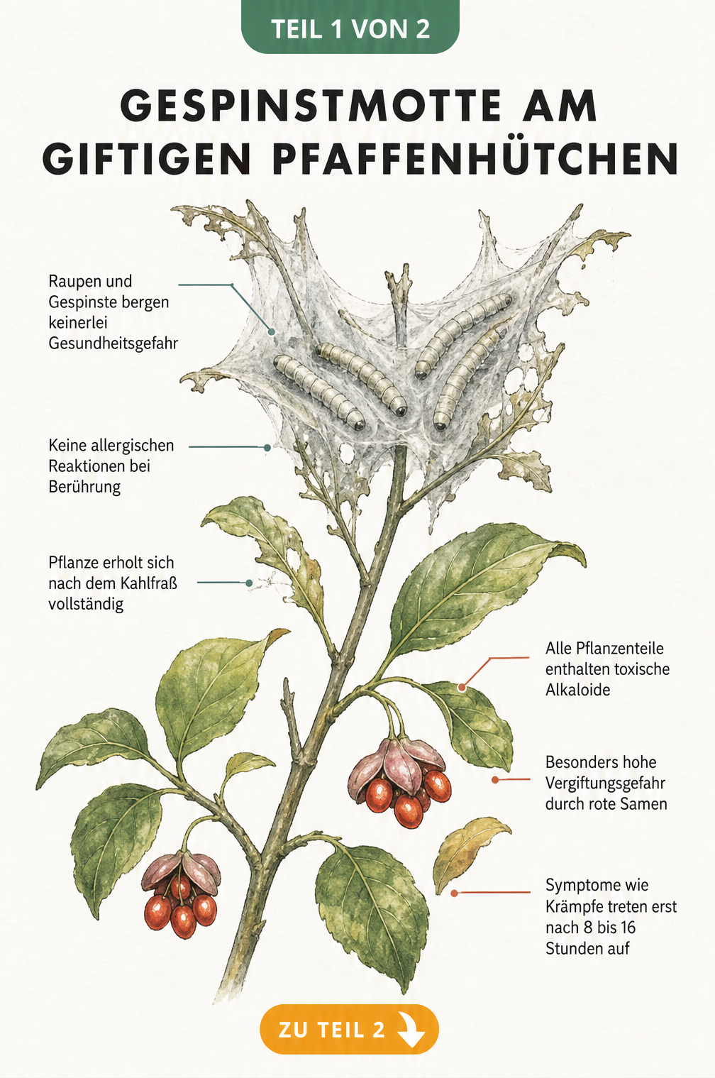 Illustration eines Pfaffenhütchen-Zweigs mit Gespinstmotte und Raupen oben sowie gesunden Blättern und roten Früchten unten