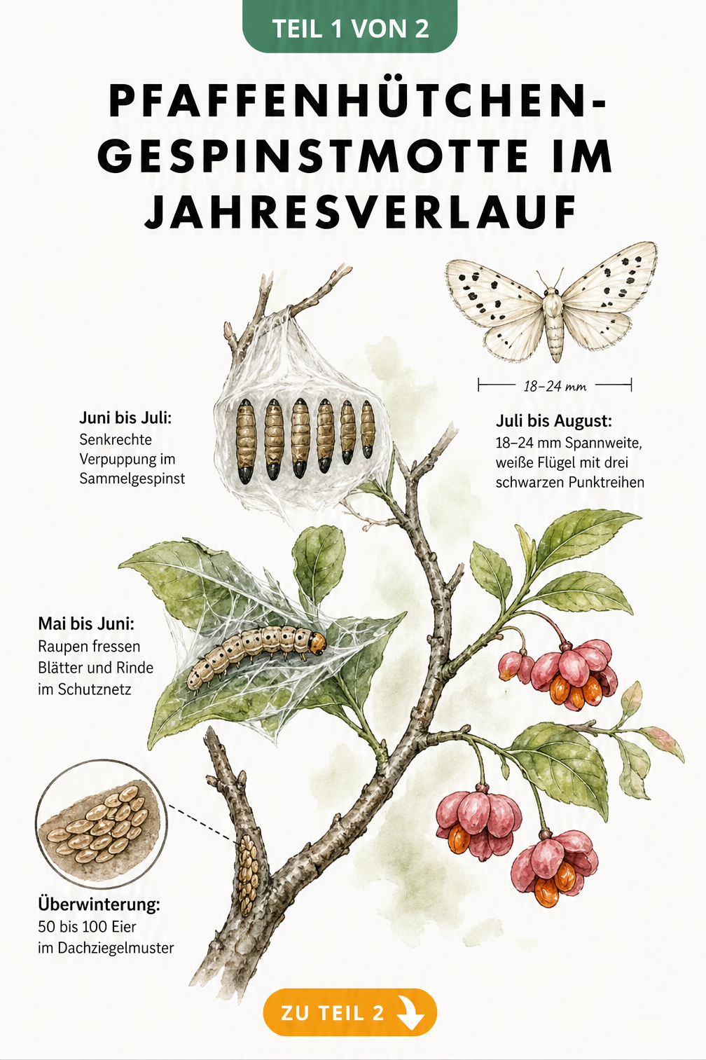 Aquarell-Illustration der vier Lebensstadien der Pfaffenhütchen-Gespinstmotte an einem Zweig
