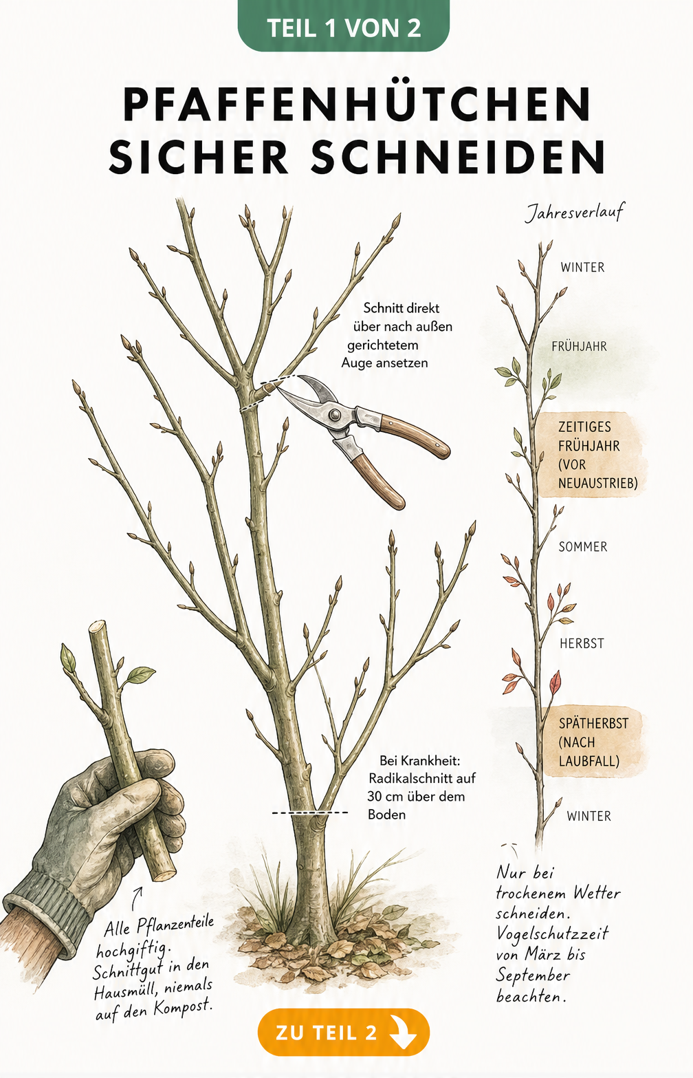 Botanische Illustration eines Pfaffenhütchen-Astes mit Gartenschere, die den Schnitt über einem nach außen gerichteten Auge zeigt, sowie Sicherheitshinweise...